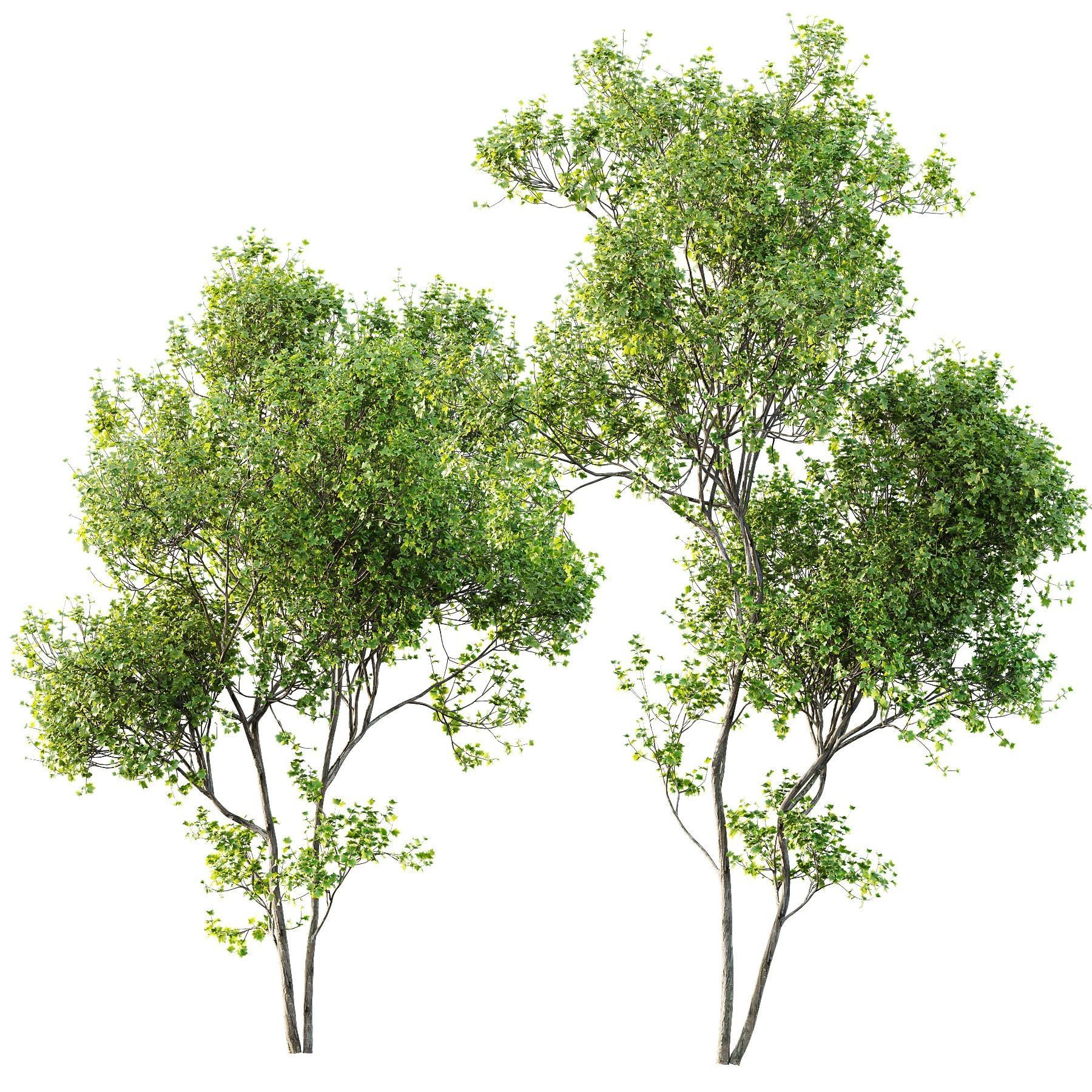 Alnus Glutinosa and Acer Saccharinum 3D model_2