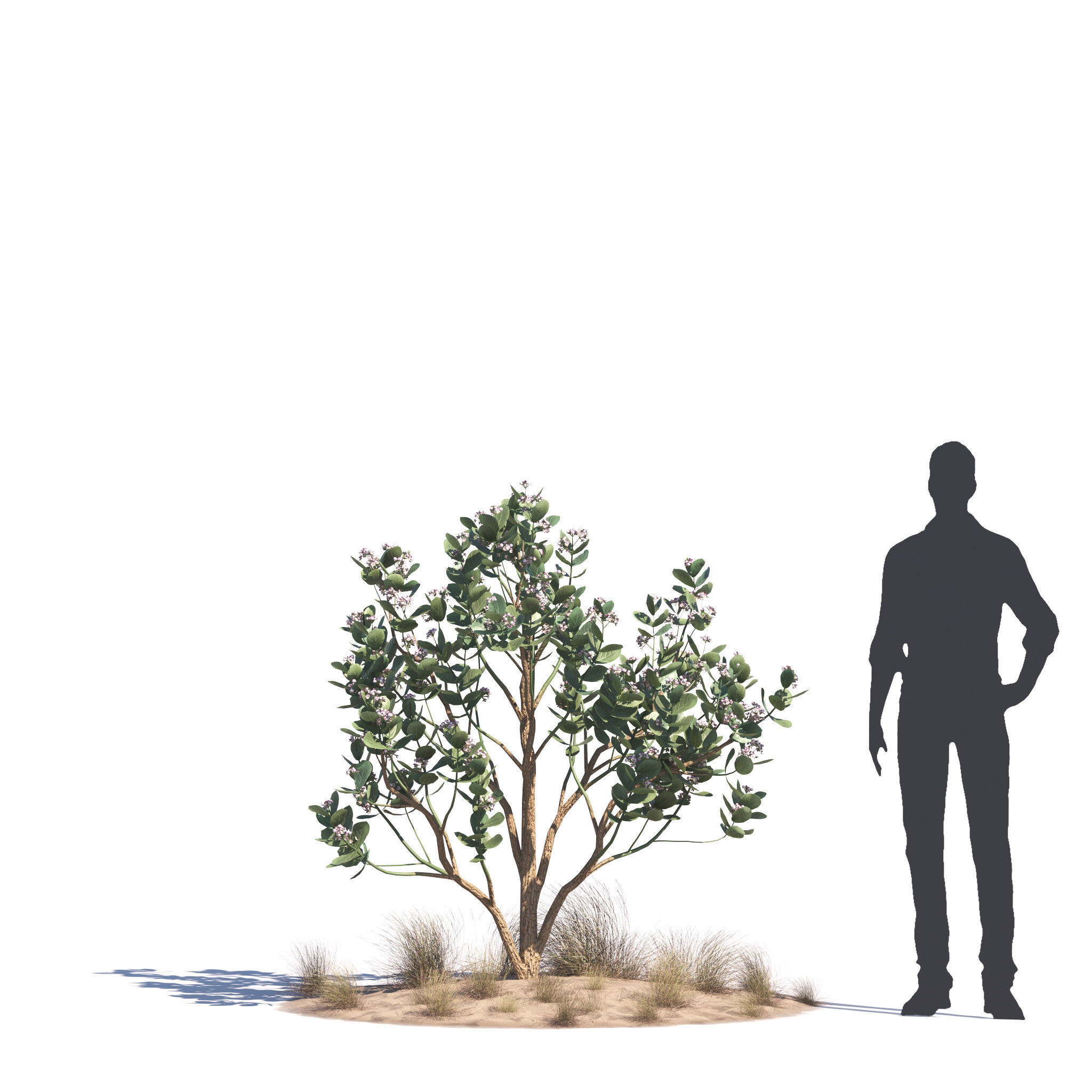 Archmodels vol 276 for 3dsmax - desert plants 3D model_5