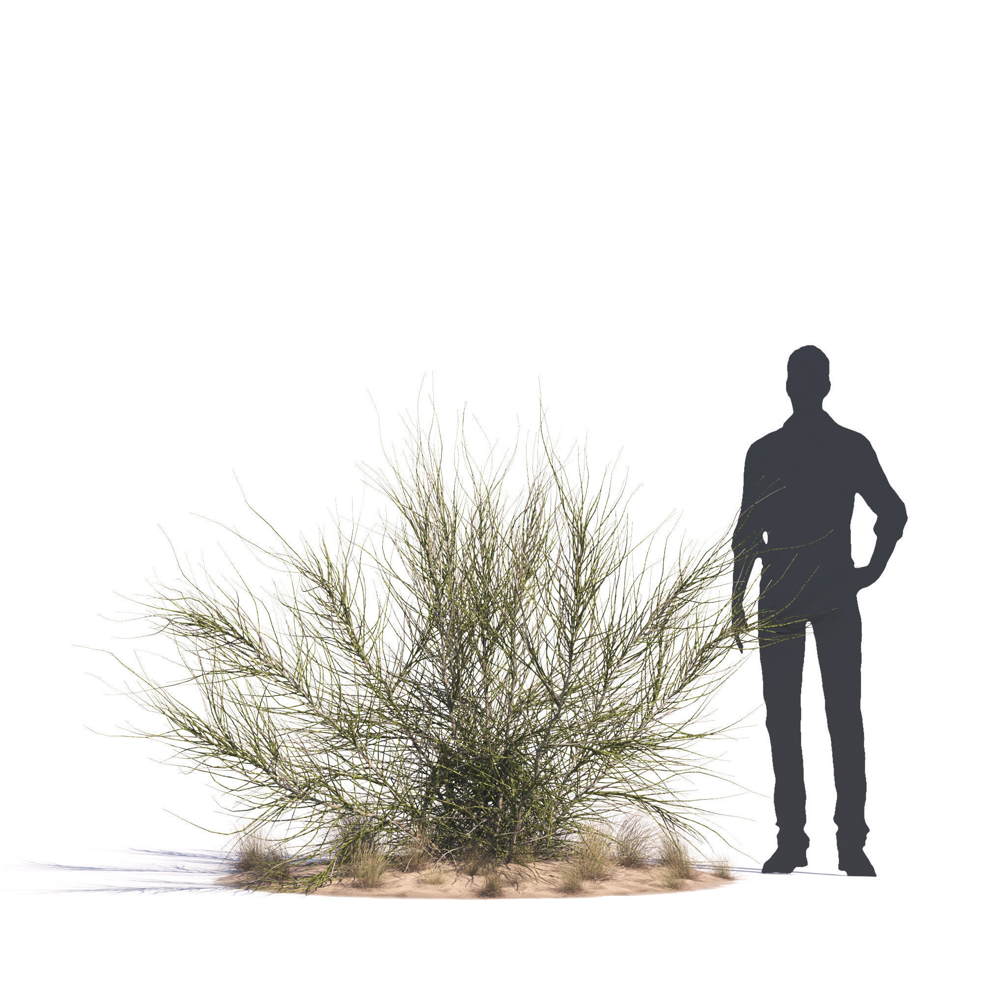 Archmodels vol 276 for 3dsmax - desert plants 3D model_57
