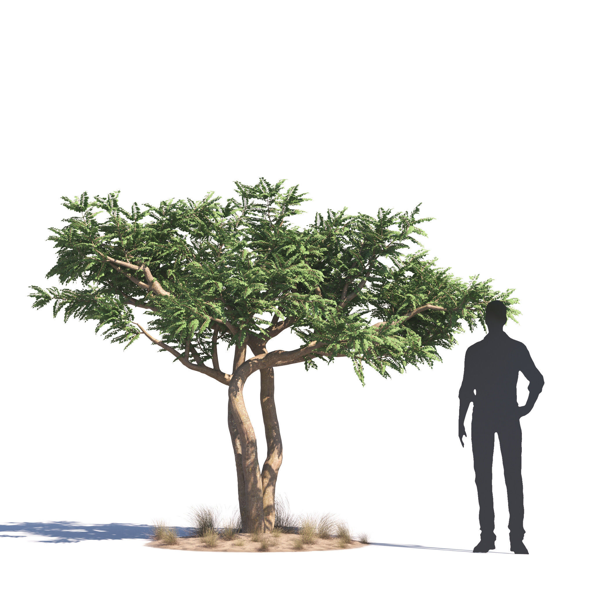 Archmodels vol 276 for 3dsmax - desert plants 3D model_10