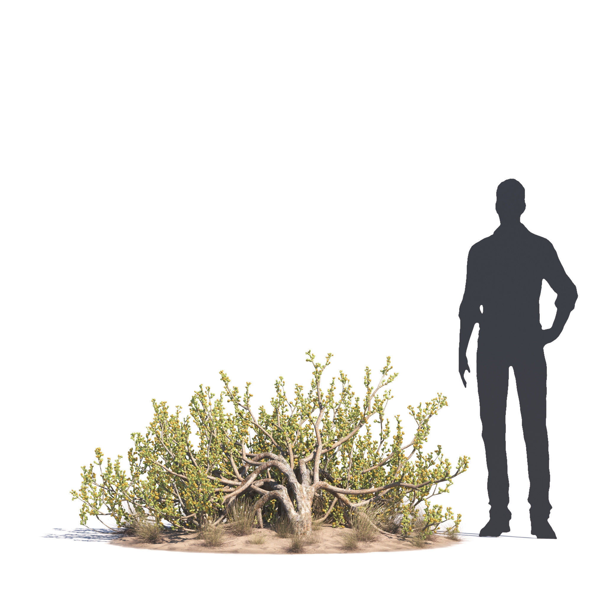 Archmodels vol 276 for 3dsmax - desert plants 3D model_47