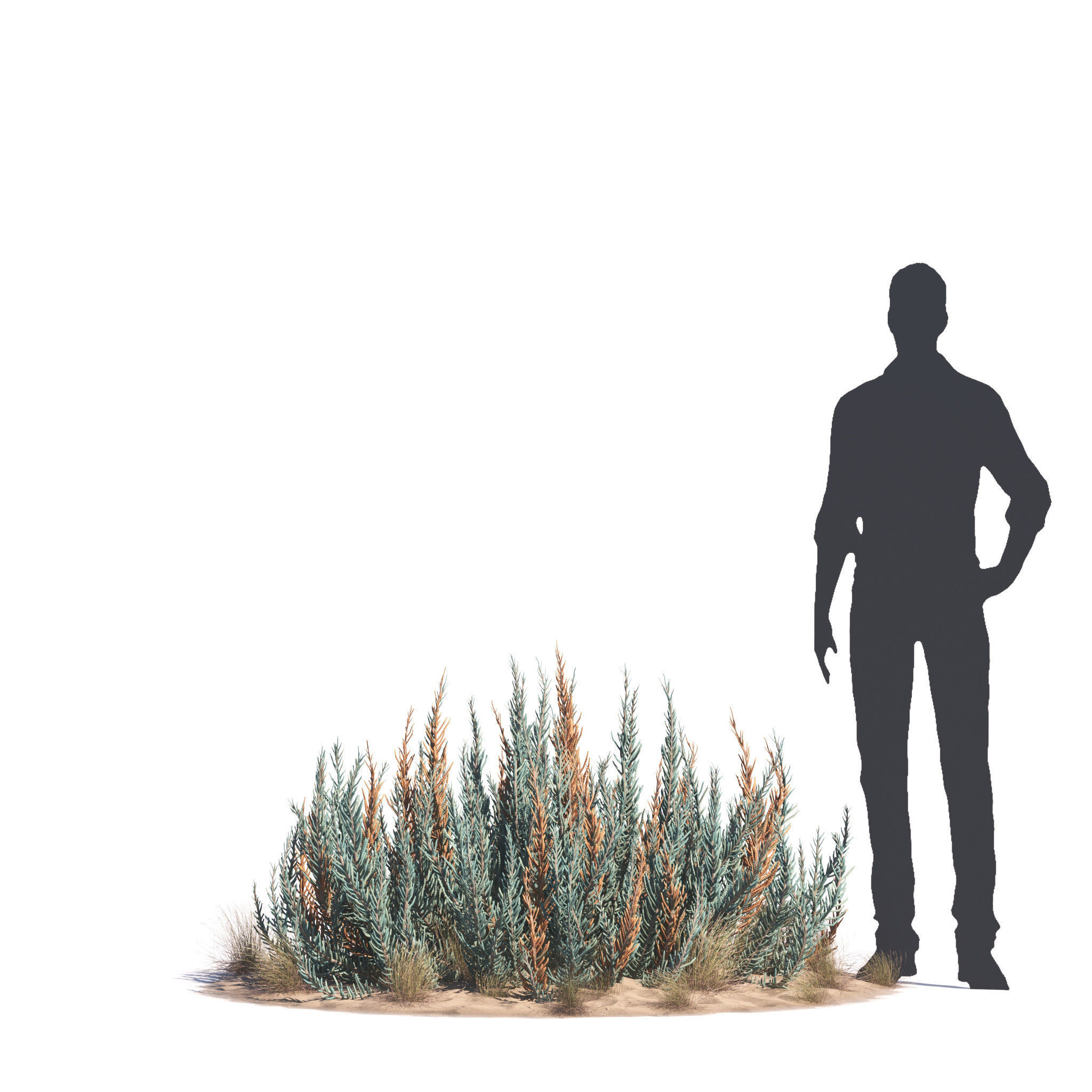 Archmodels vol 276 for 3dsmax - desert plants 3D model_36