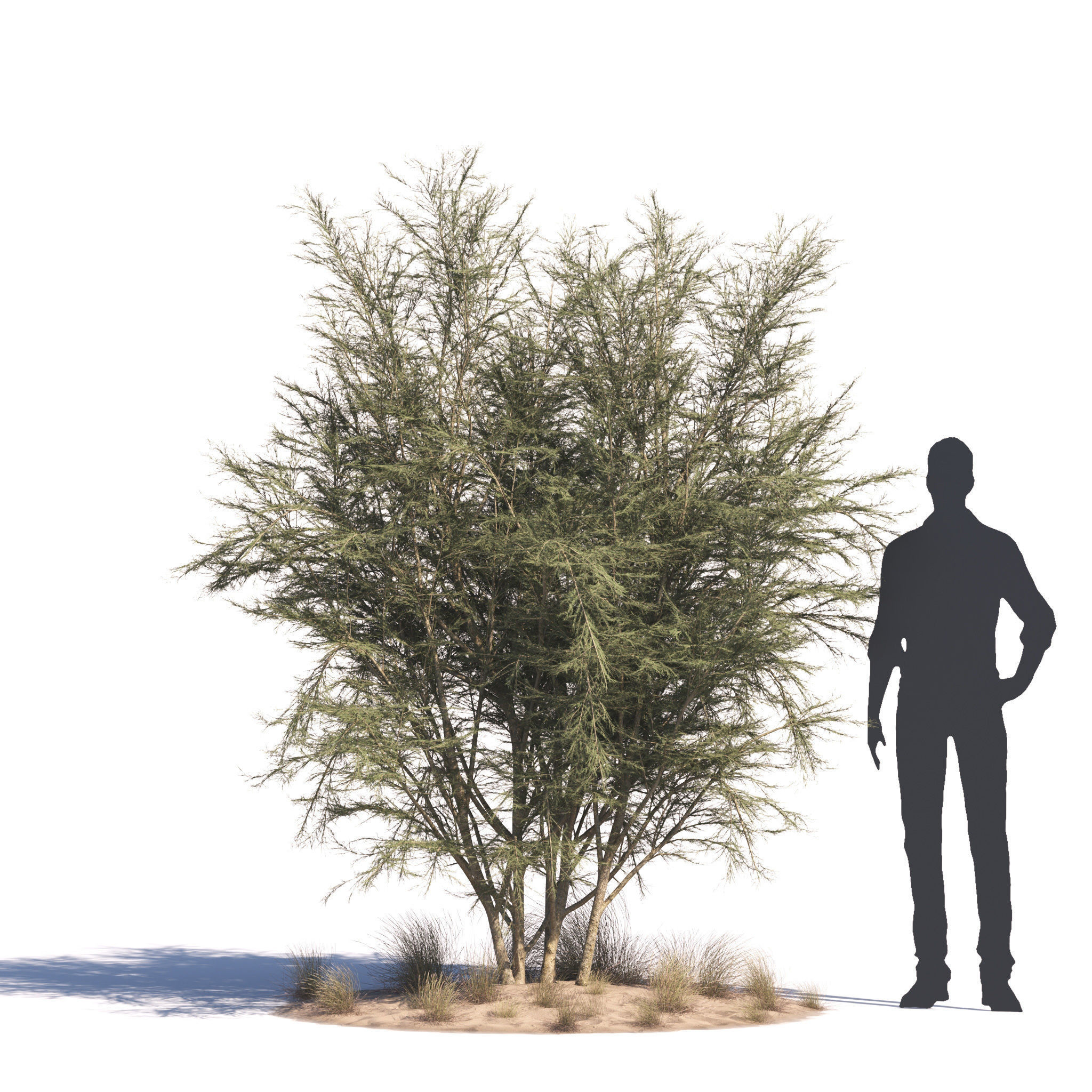 Archmodels vol 276 for 3dsmax - desert plants 3D model_50