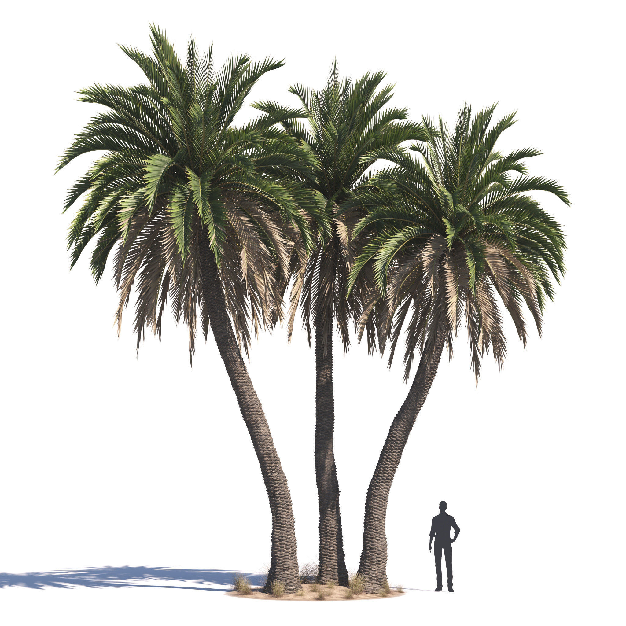 Archmodels vol 276 for 3dsmax - desert plants 3D model_31