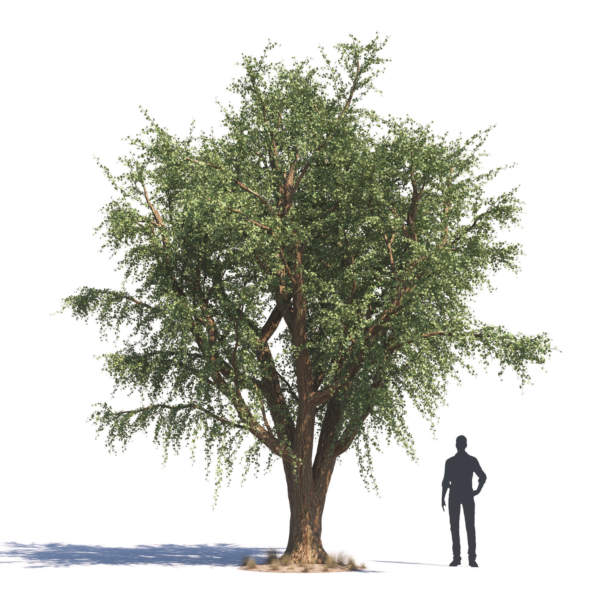 Archmodels vol 276 for 3dsmax - desert plants 3D model_20