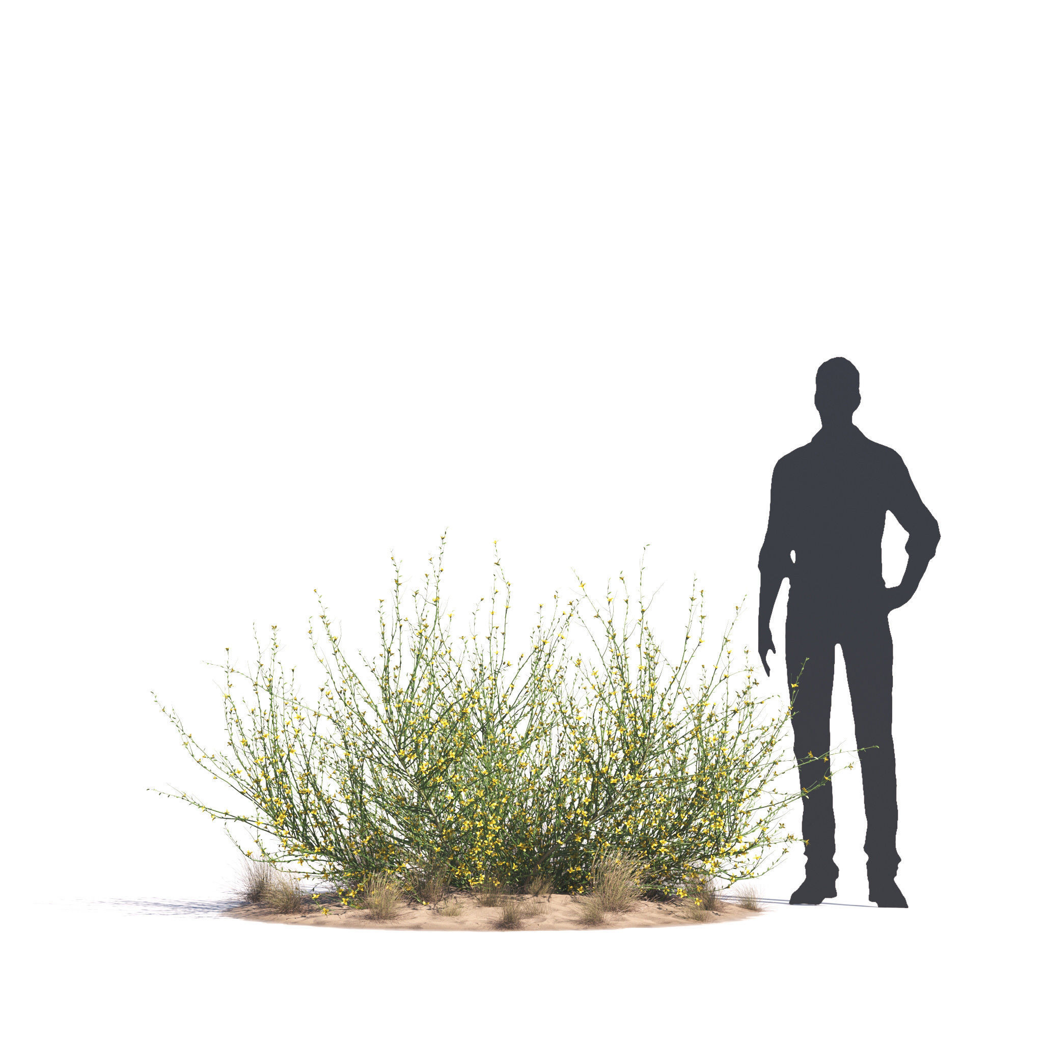 Archmodels vol 276 for 3dsmax - desert plants 3D model_72