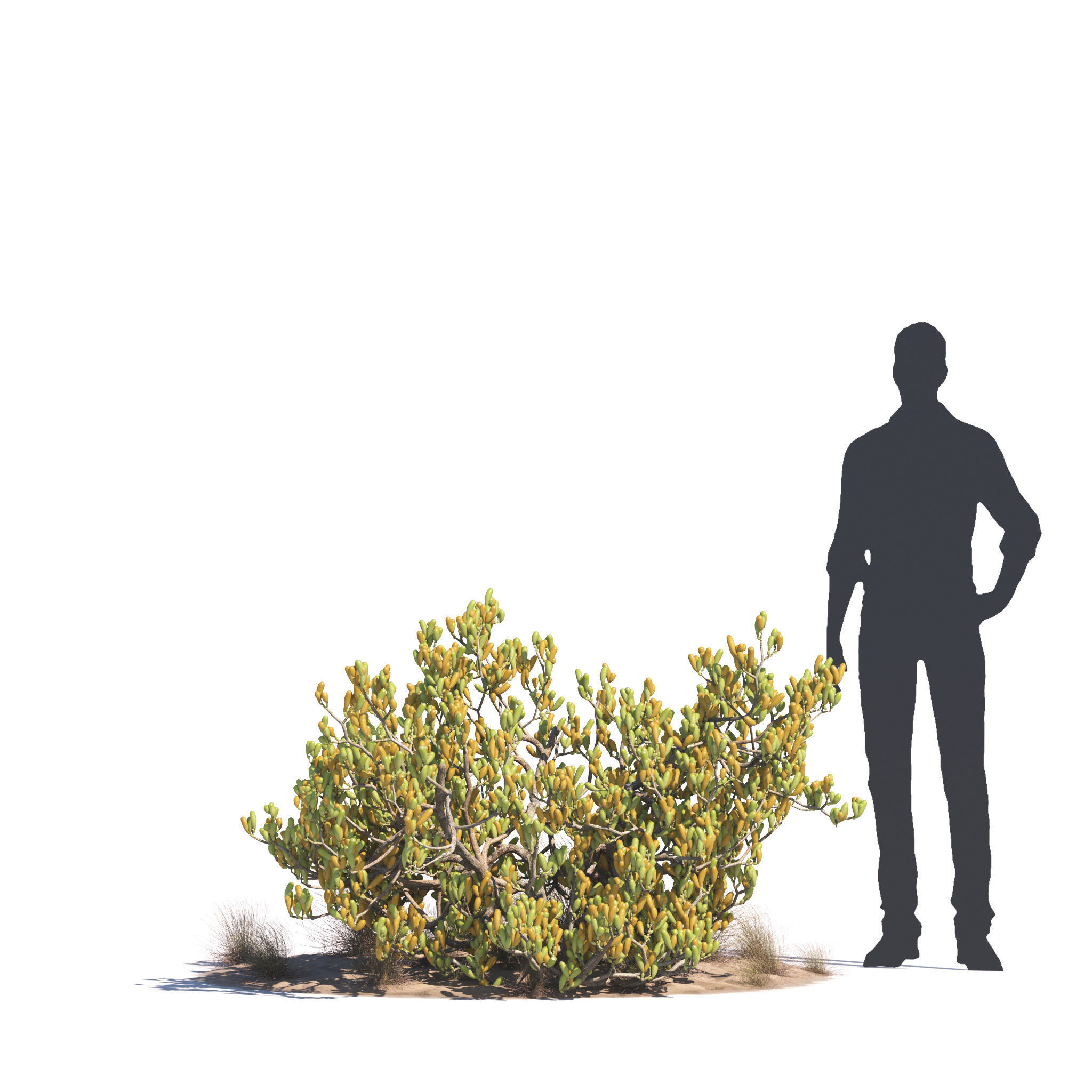 Archmodels vol 276 for 3dsmax - desert plants 3D model_49