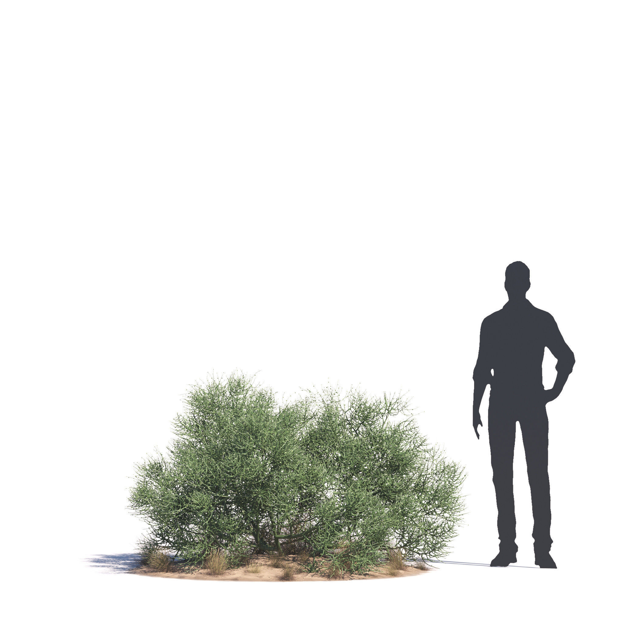 Archmodels vol 276 for 3dsmax - desert plants 3D model_32