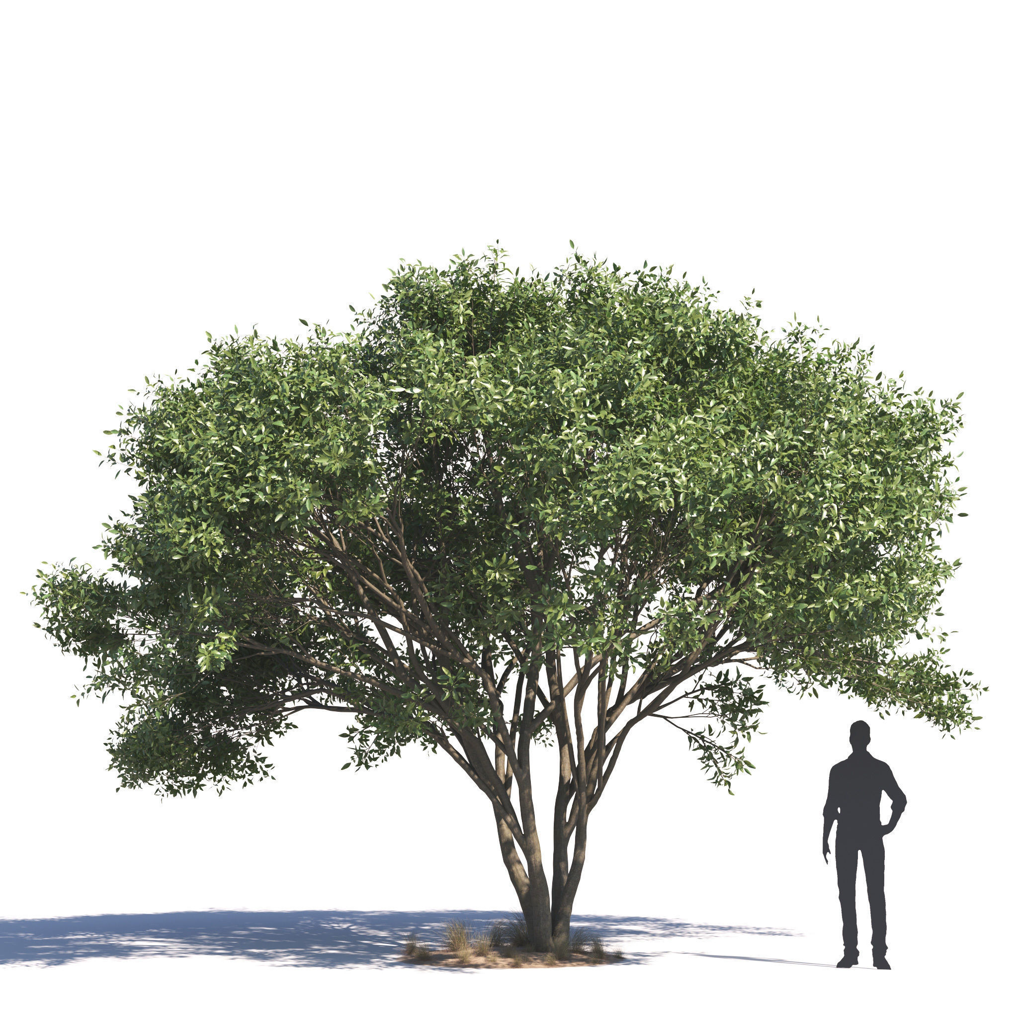 Archmodels vol 276 for 3dsmax - desert plants 3D model_19