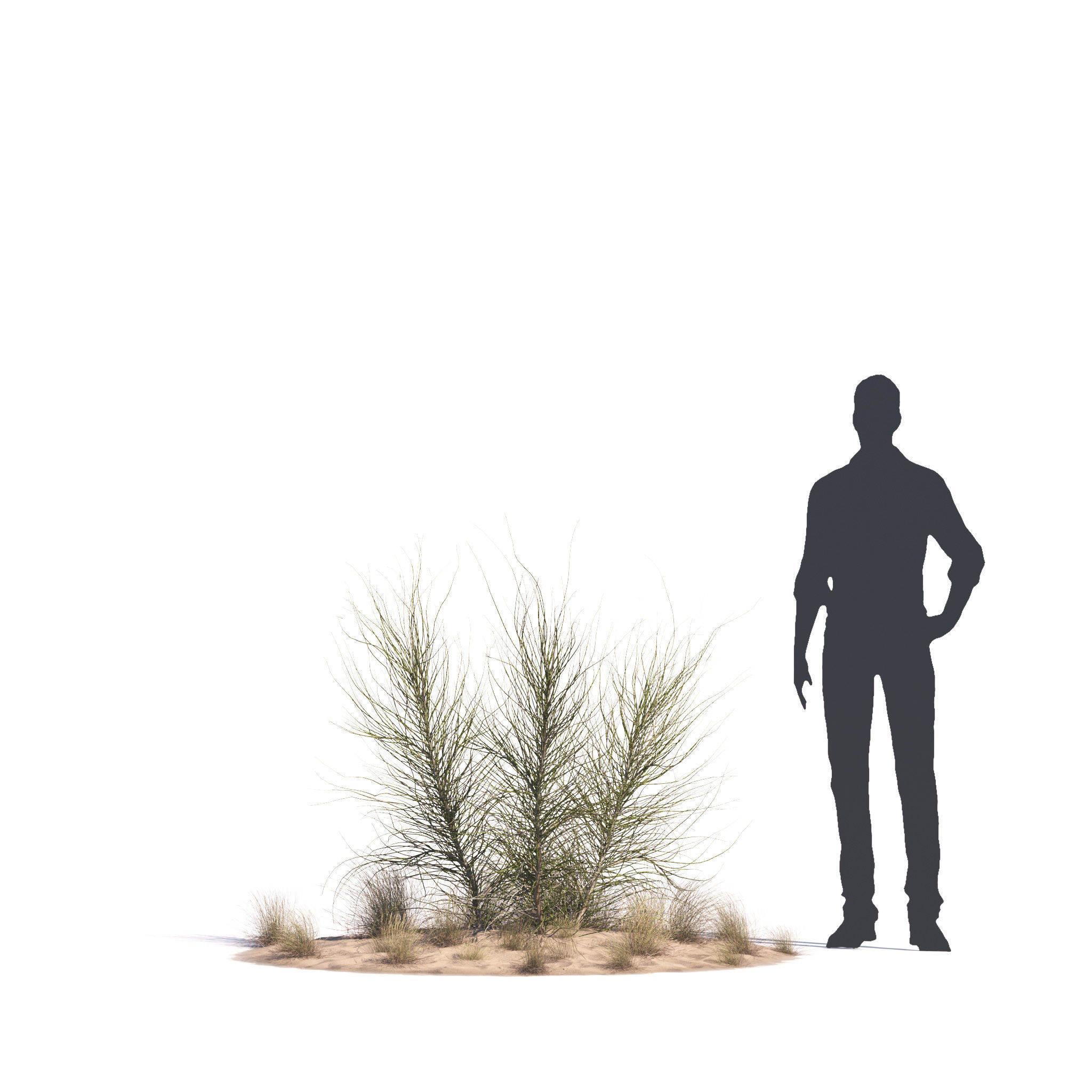 Archmodels vol 276 for 3dsmax - desert plants 3D model_56