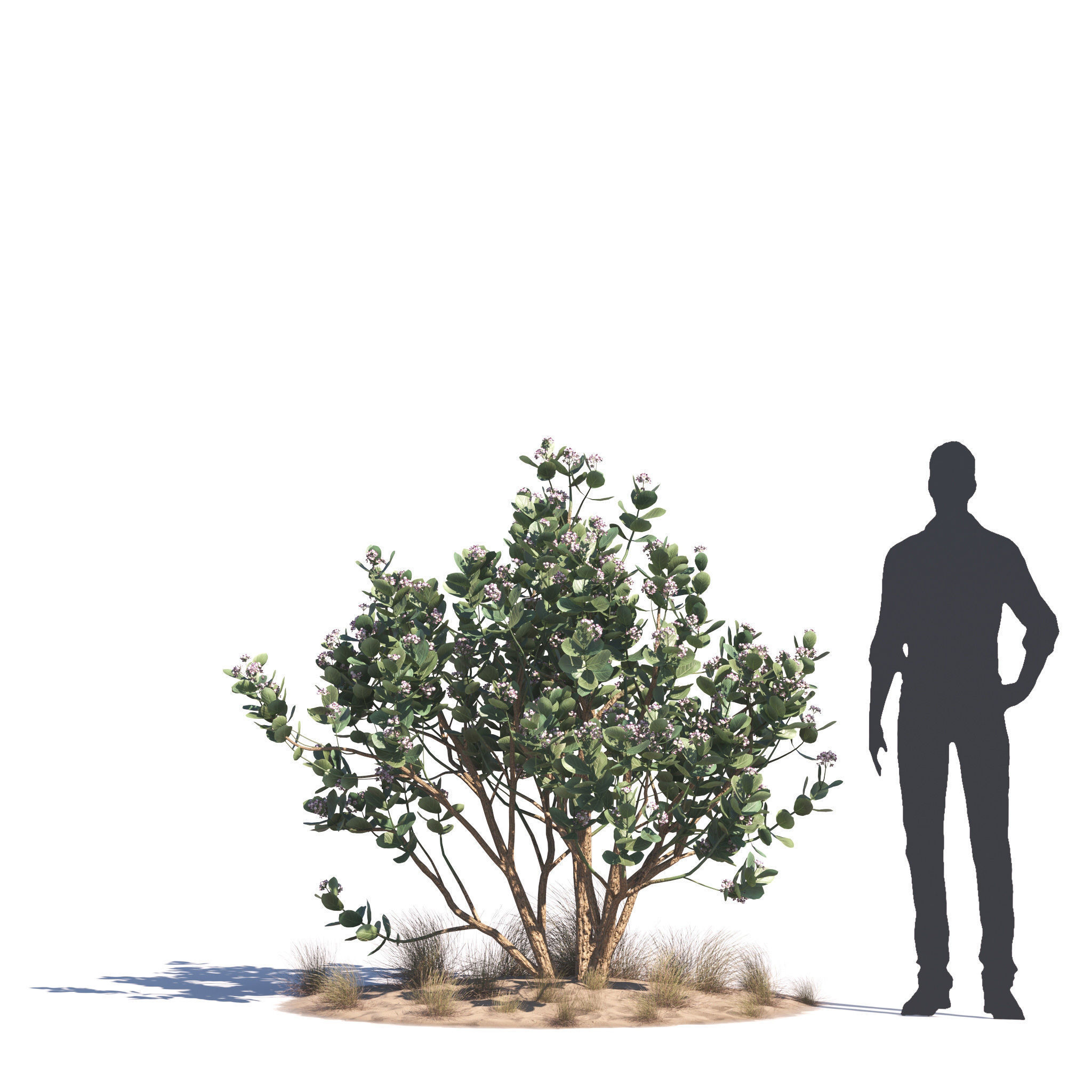 Archmodels vol 276 for 3dsmax - desert plants 3D model_7