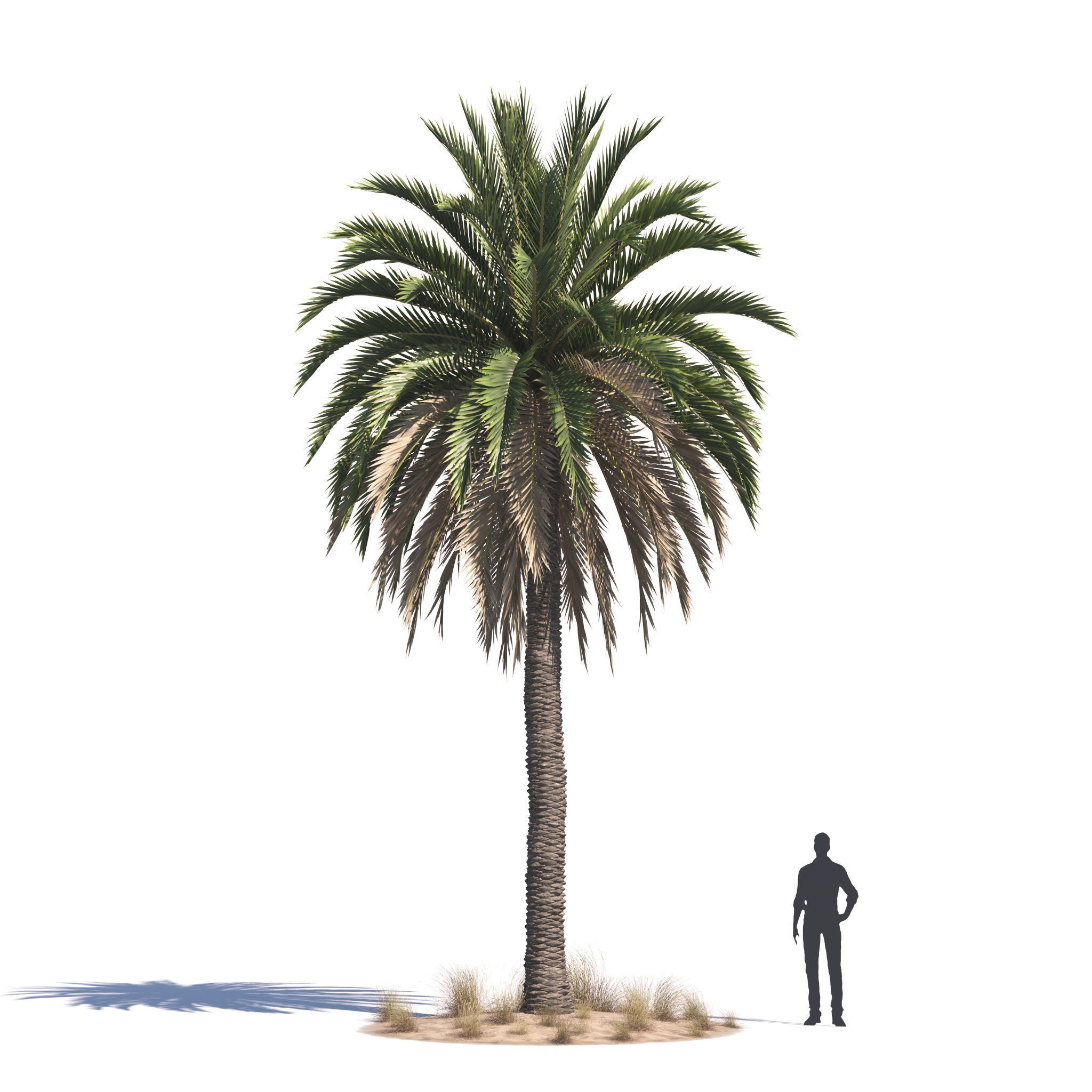 Archmodels vol 276 for 3dsmax - desert plants 3D model_29