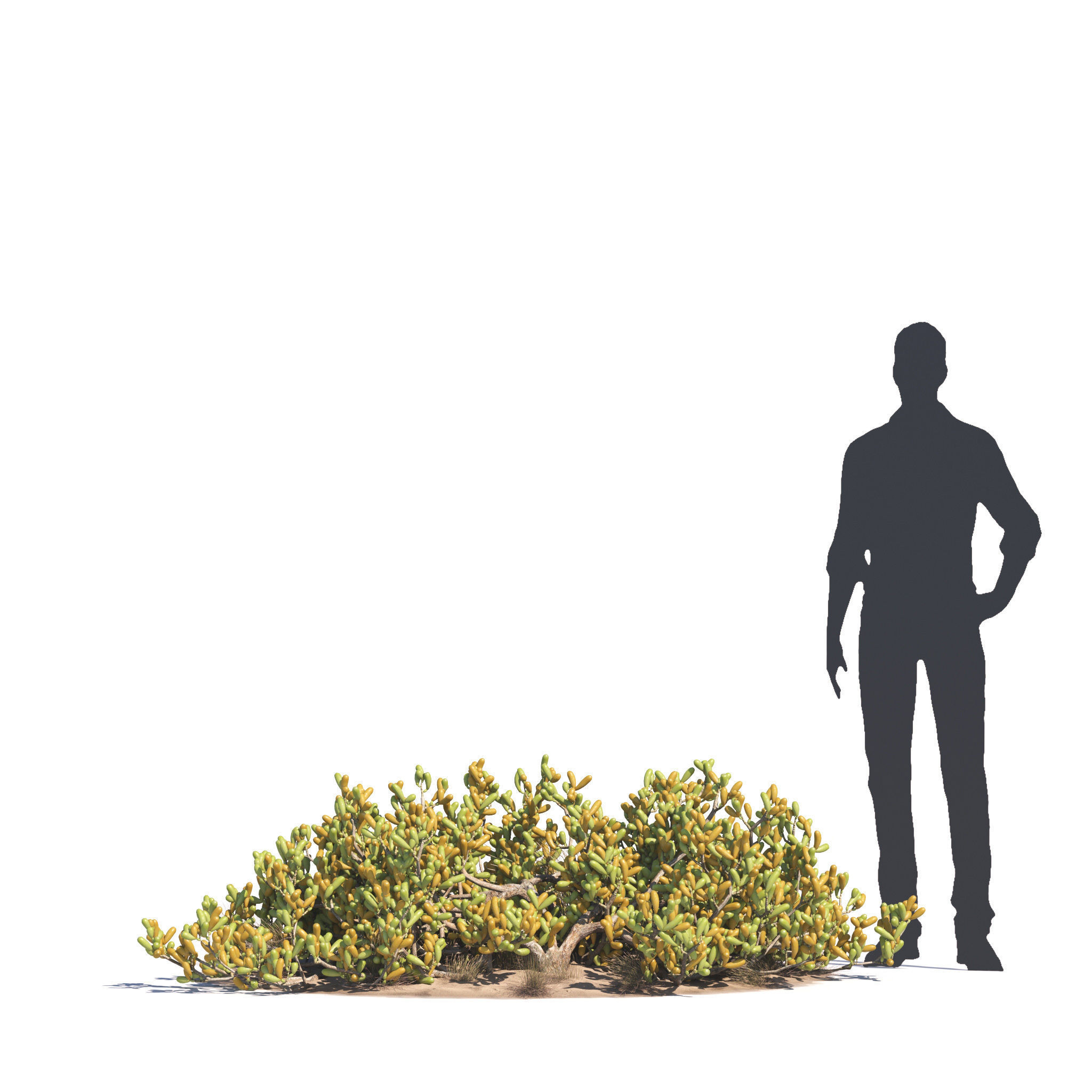 Archmodels vol 276 for 3dsmax - desert plants 3D model_48