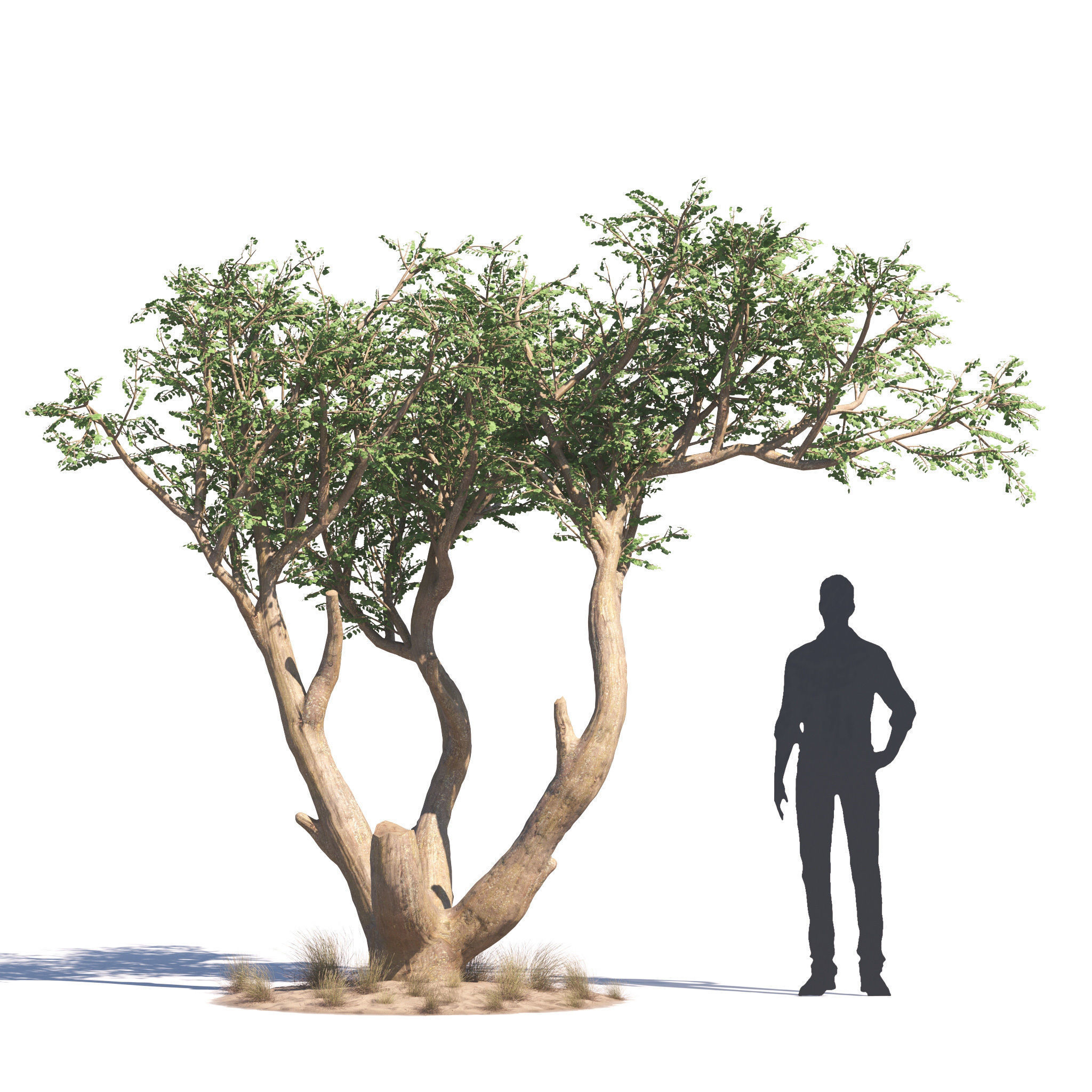 Archmodels vol 276 for 3dsmax - desert plants 3D model_8