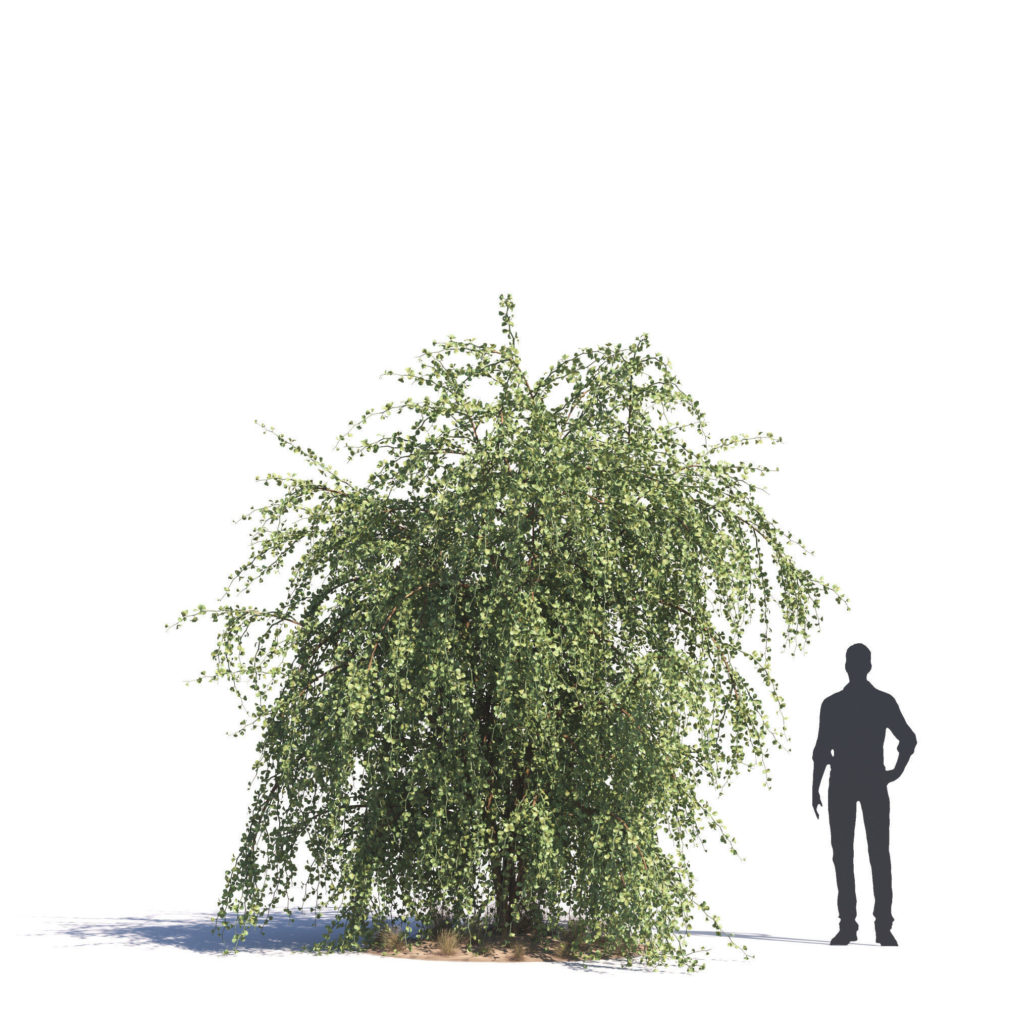 Archmodels vol 276 for 3dsmax - desert plants 3D model_22