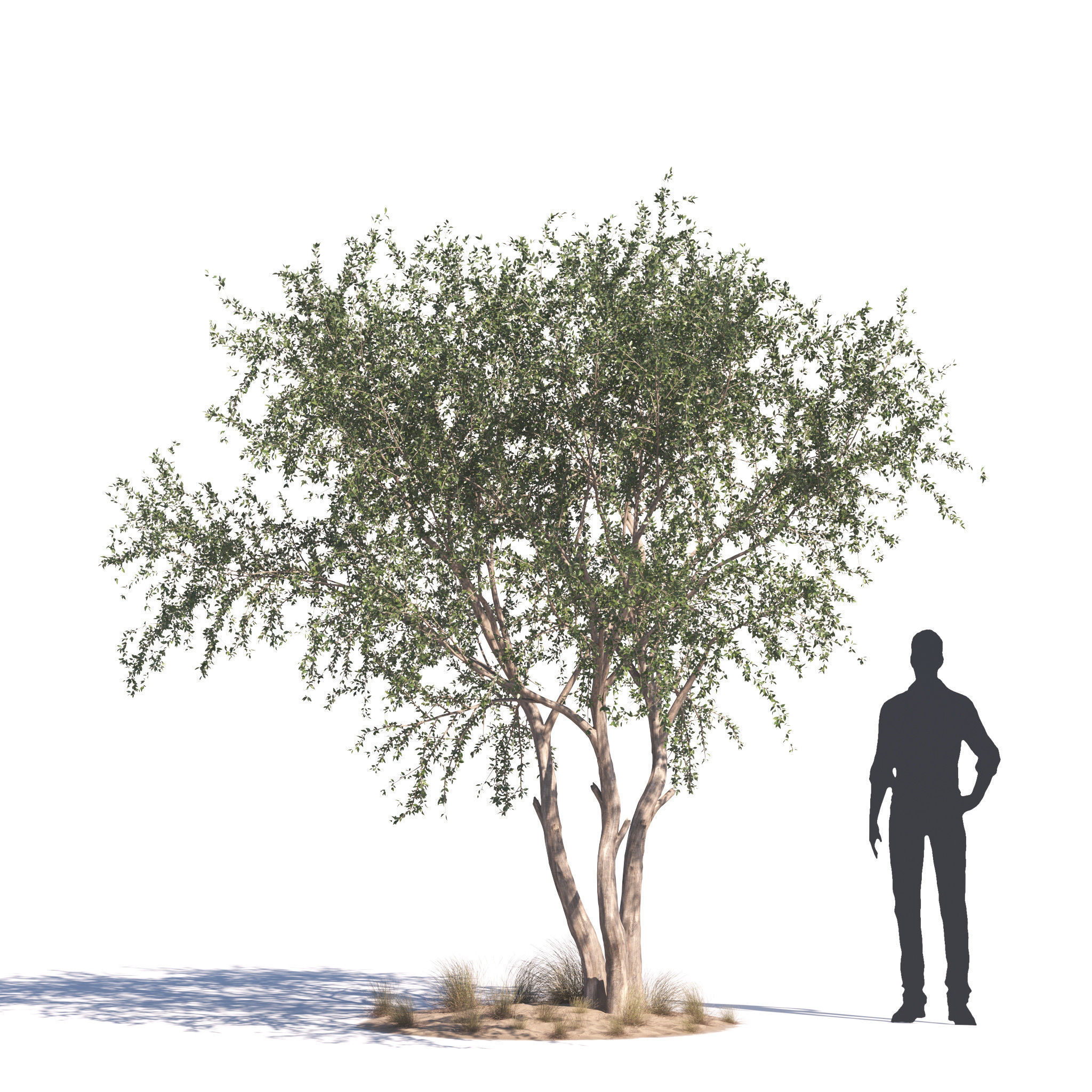 Archmodels vol 276 for 3dsmax - desert plants 3D model_12