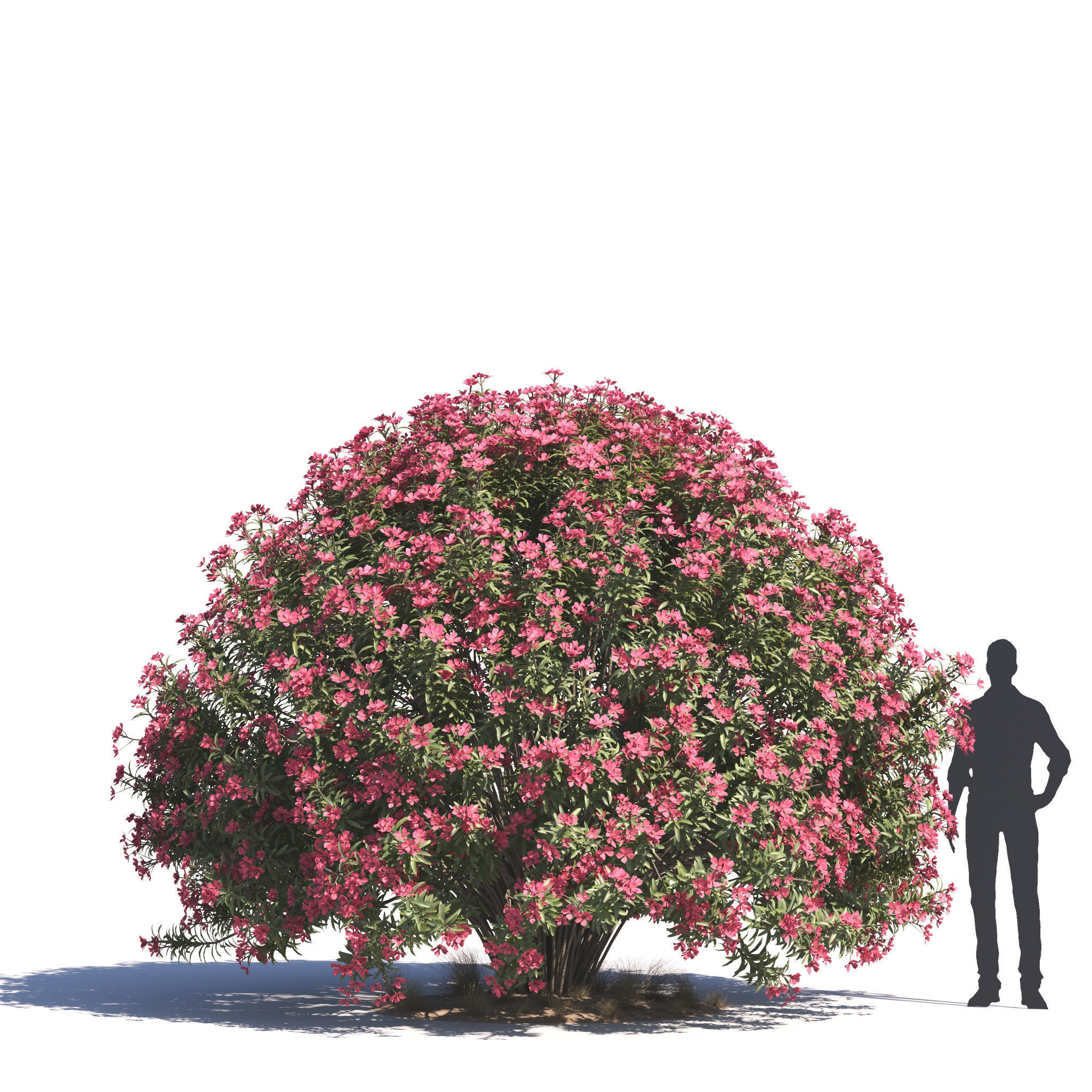 Archmodels vol 276 for 3dsmax - desert plants 3D model_42