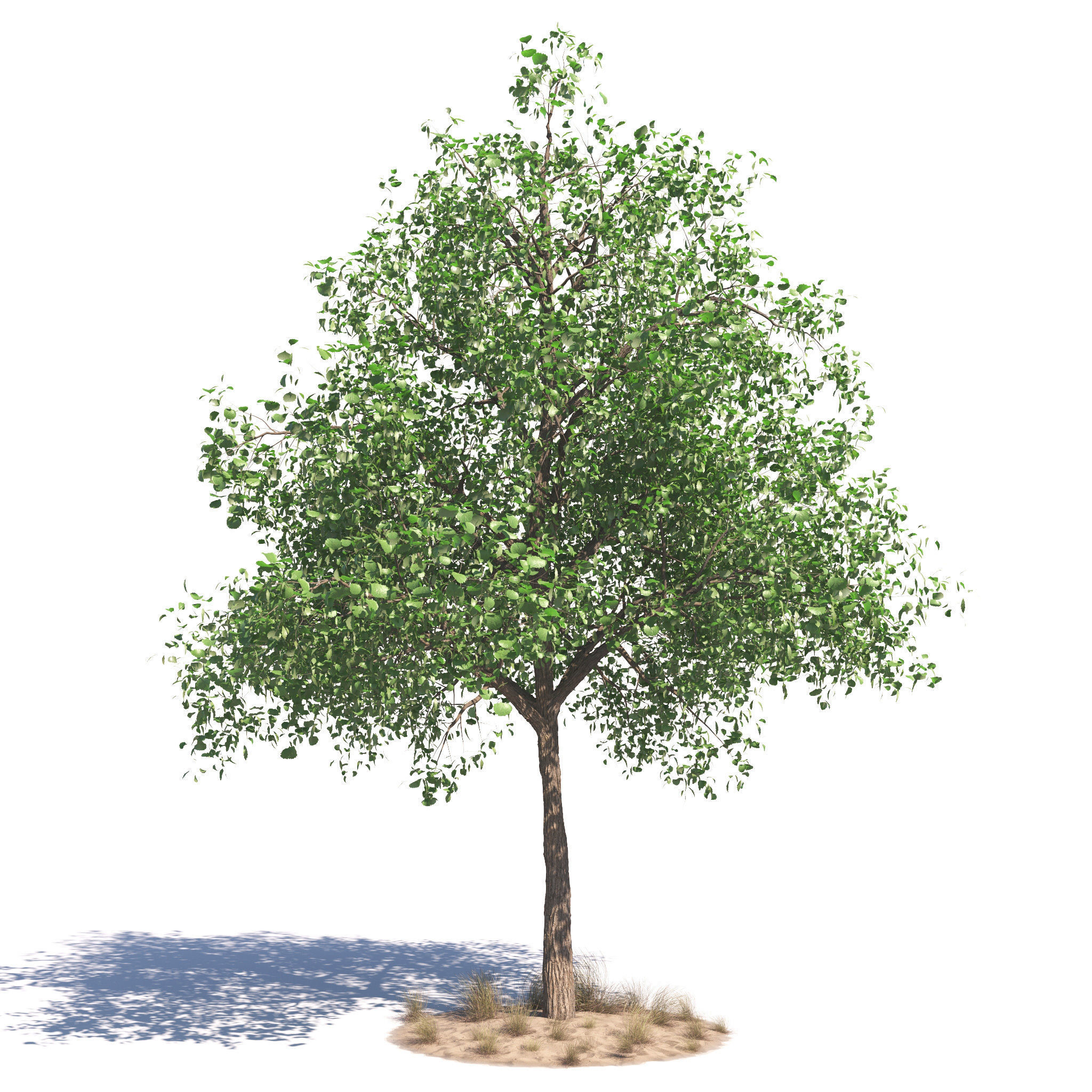 Archmodels vol 276 for 3dsmax - desert plants 3D model_2