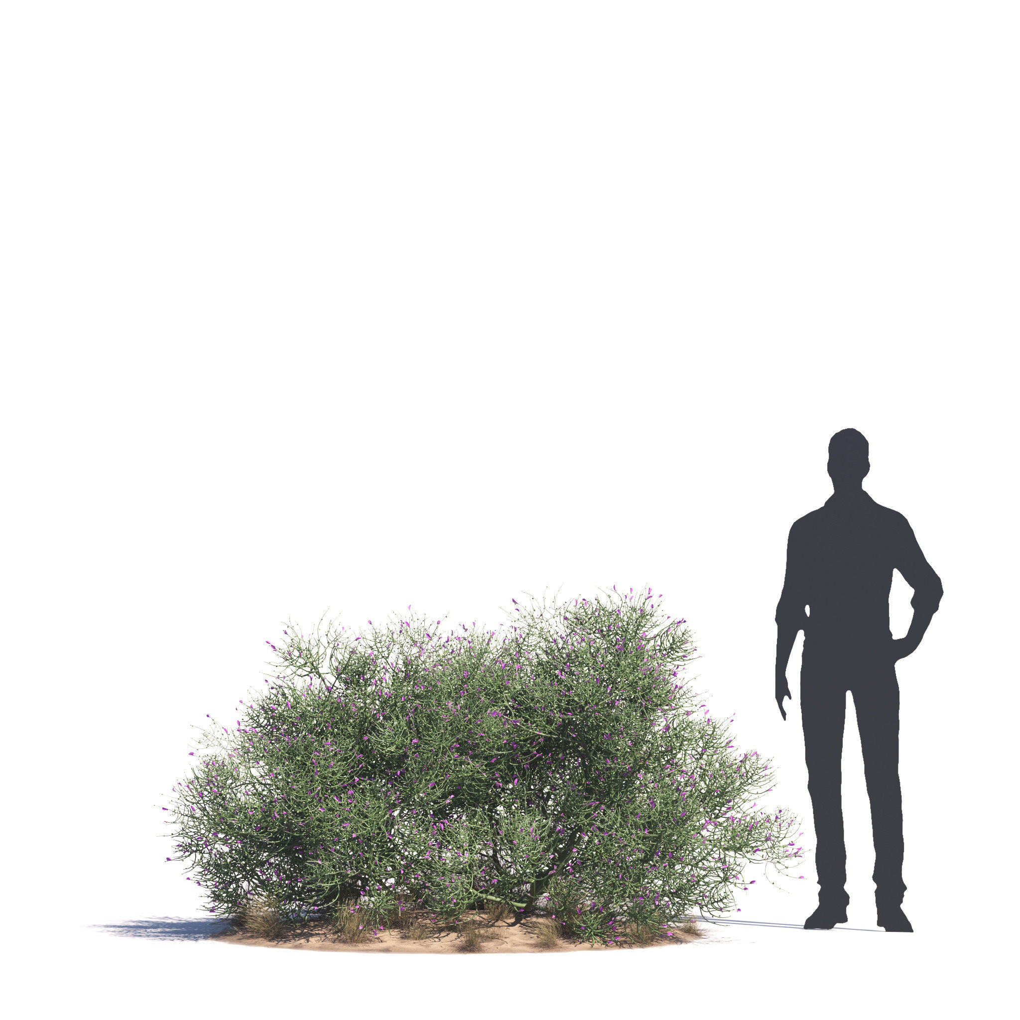 Archmodels vol 276 for 3dsmax - desert plants 3D model_33