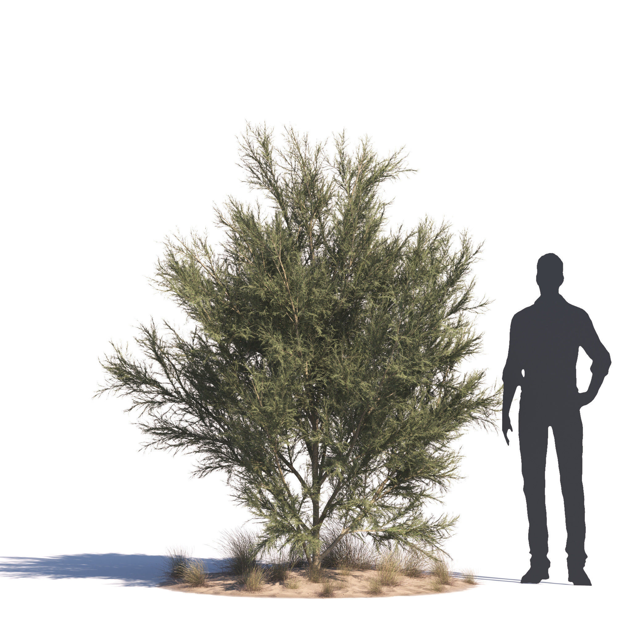 Archmodels vol 276 for 3dsmax - desert plants 3D model_51