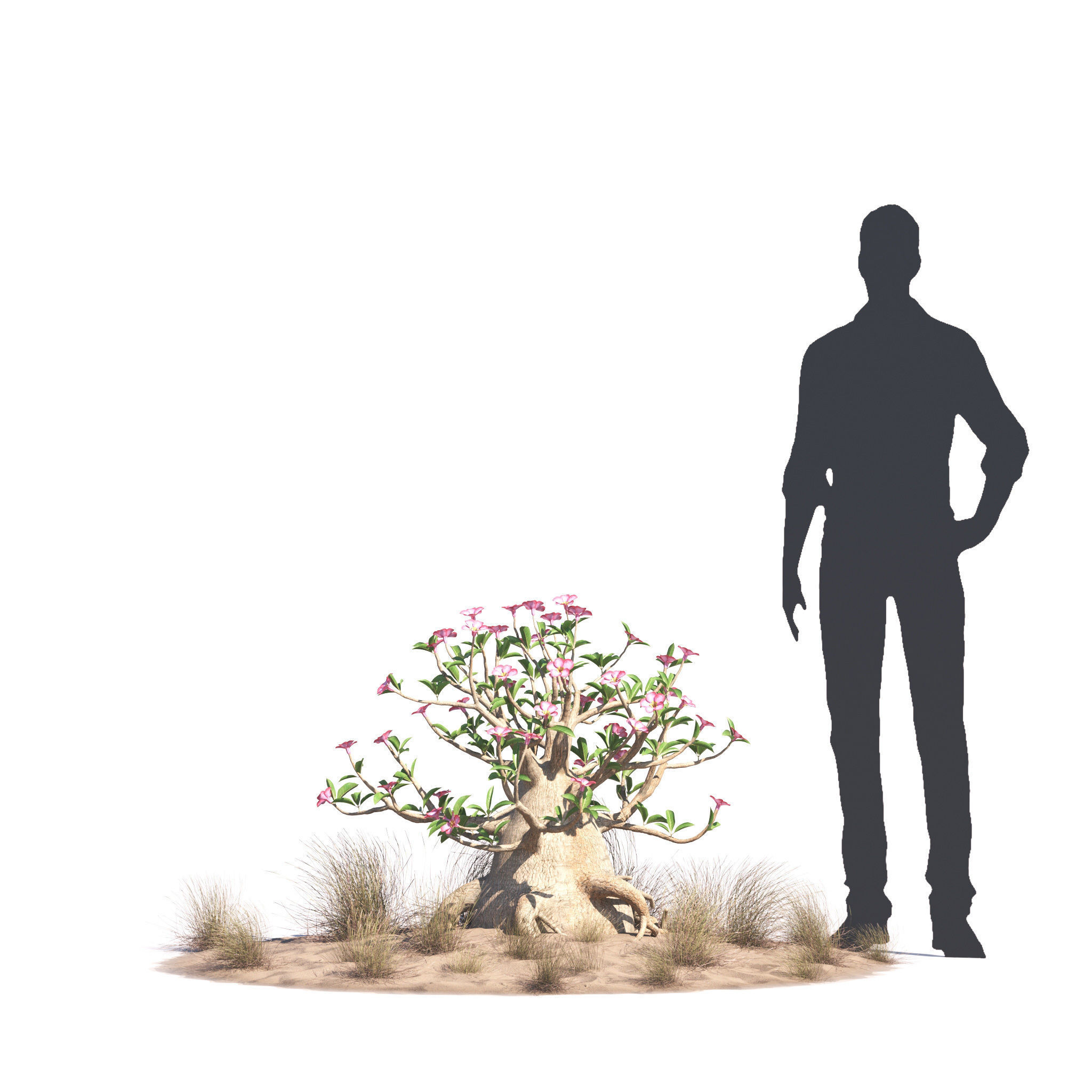 Archmodels vol 276 for 3dsmax - desert plants 3D model_40