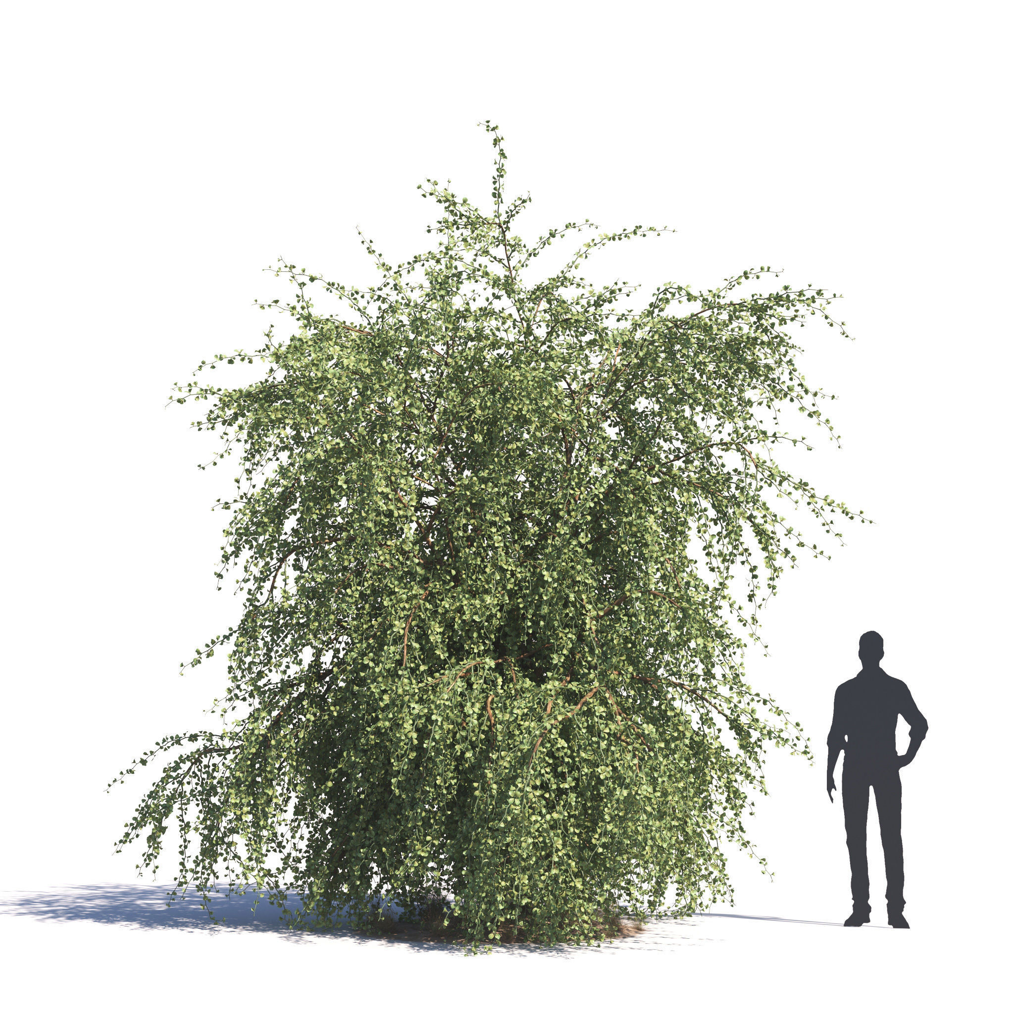 Archmodels vol 276 for 3dsmax - desert plants 3D model_21