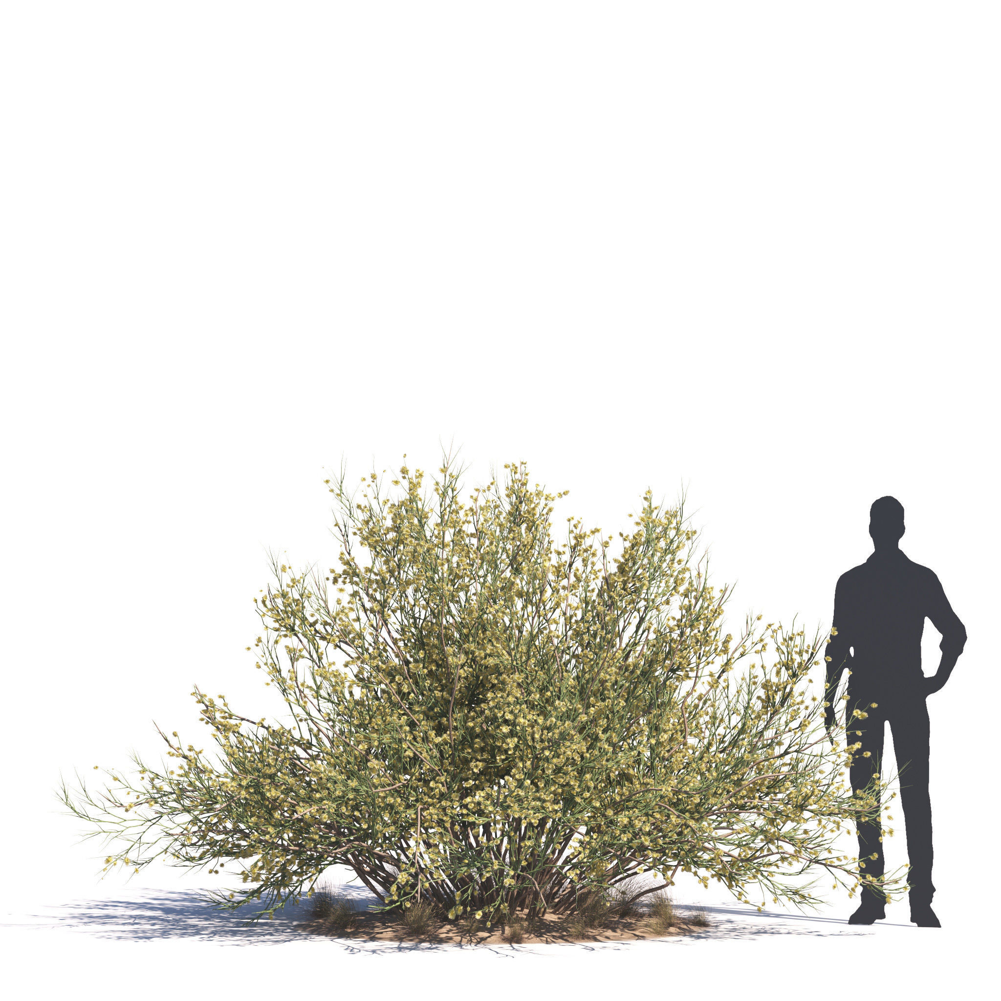 Archmodels vol 276 for 3dsmax - desert plants 3D model_55