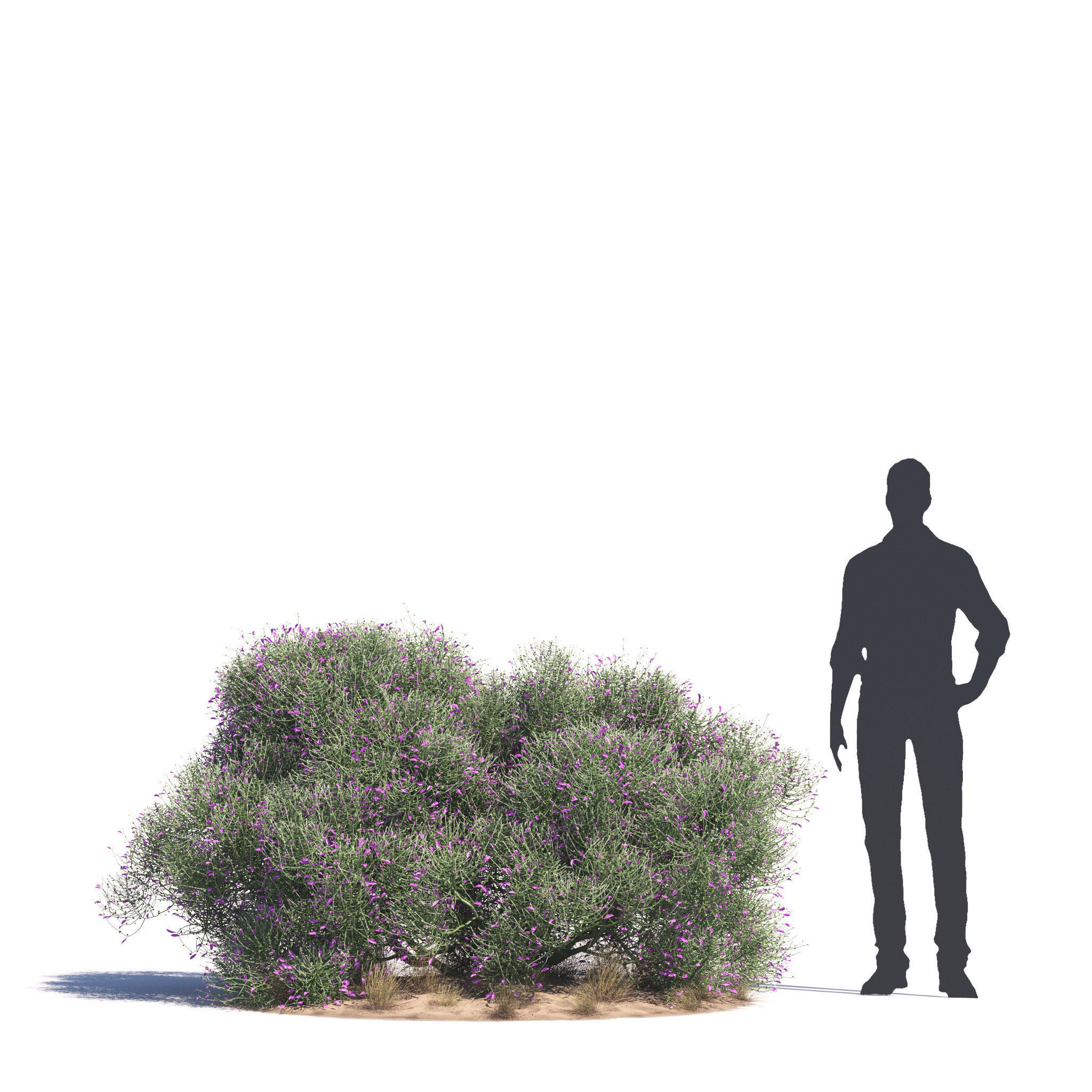 Archmodels vol 276 for 3dsmax - desert plants 3D model_34