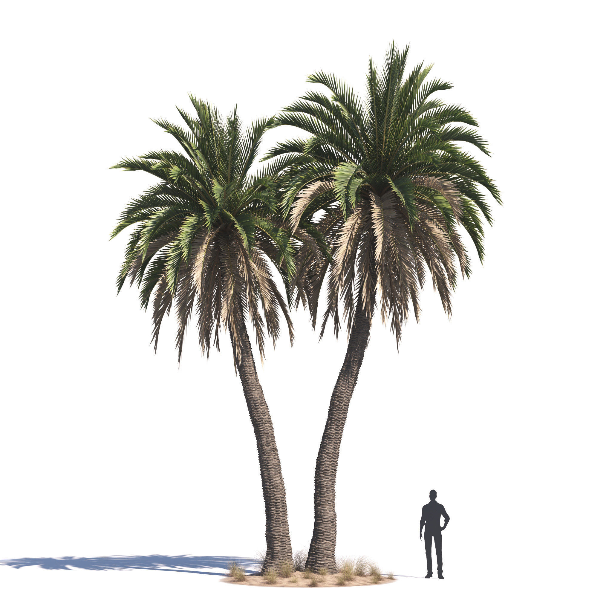 Archmodels vol 276 for 3dsmax - desert plants 3D model_30