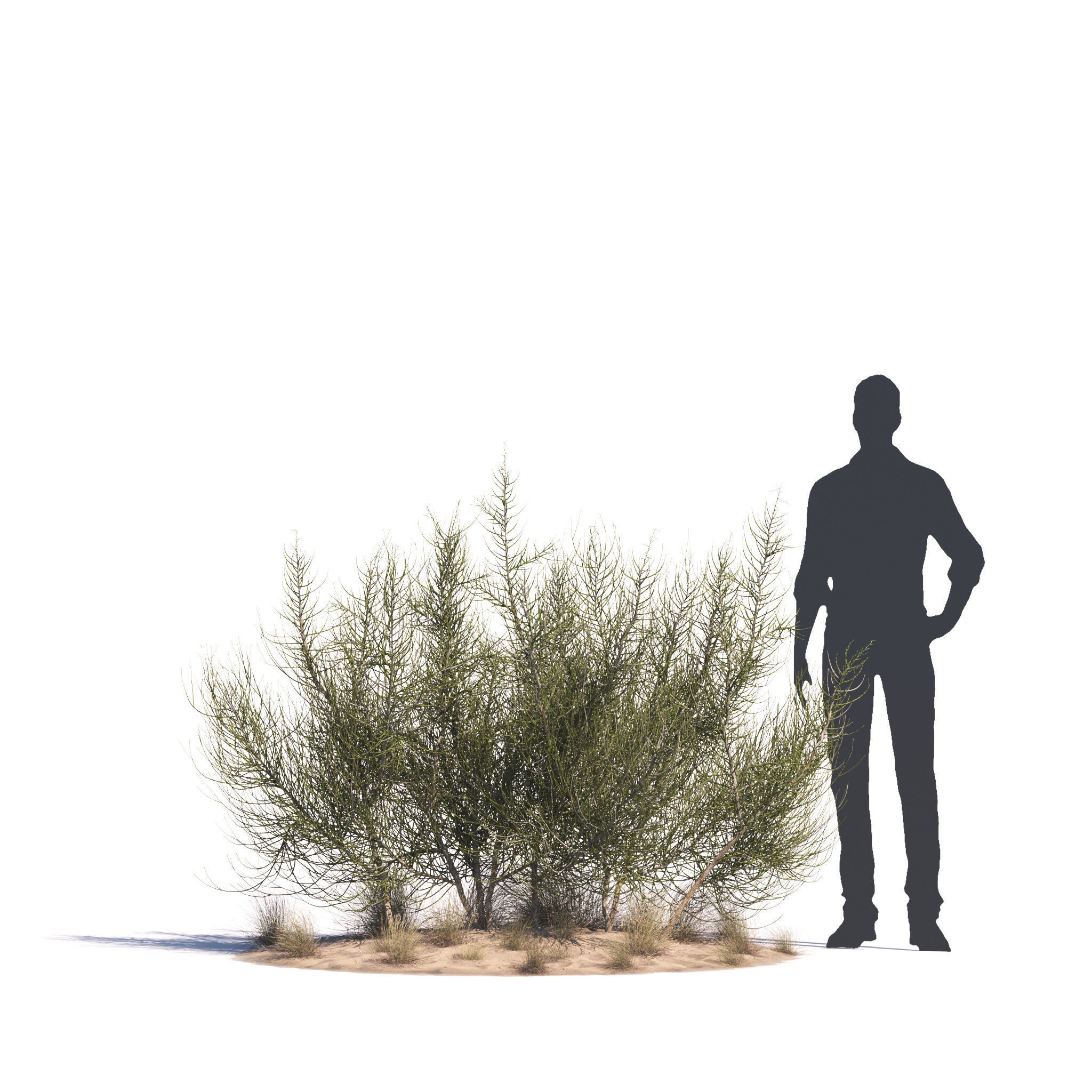 Archmodels vol 276 for 3dsmax - desert plants 3D model_58