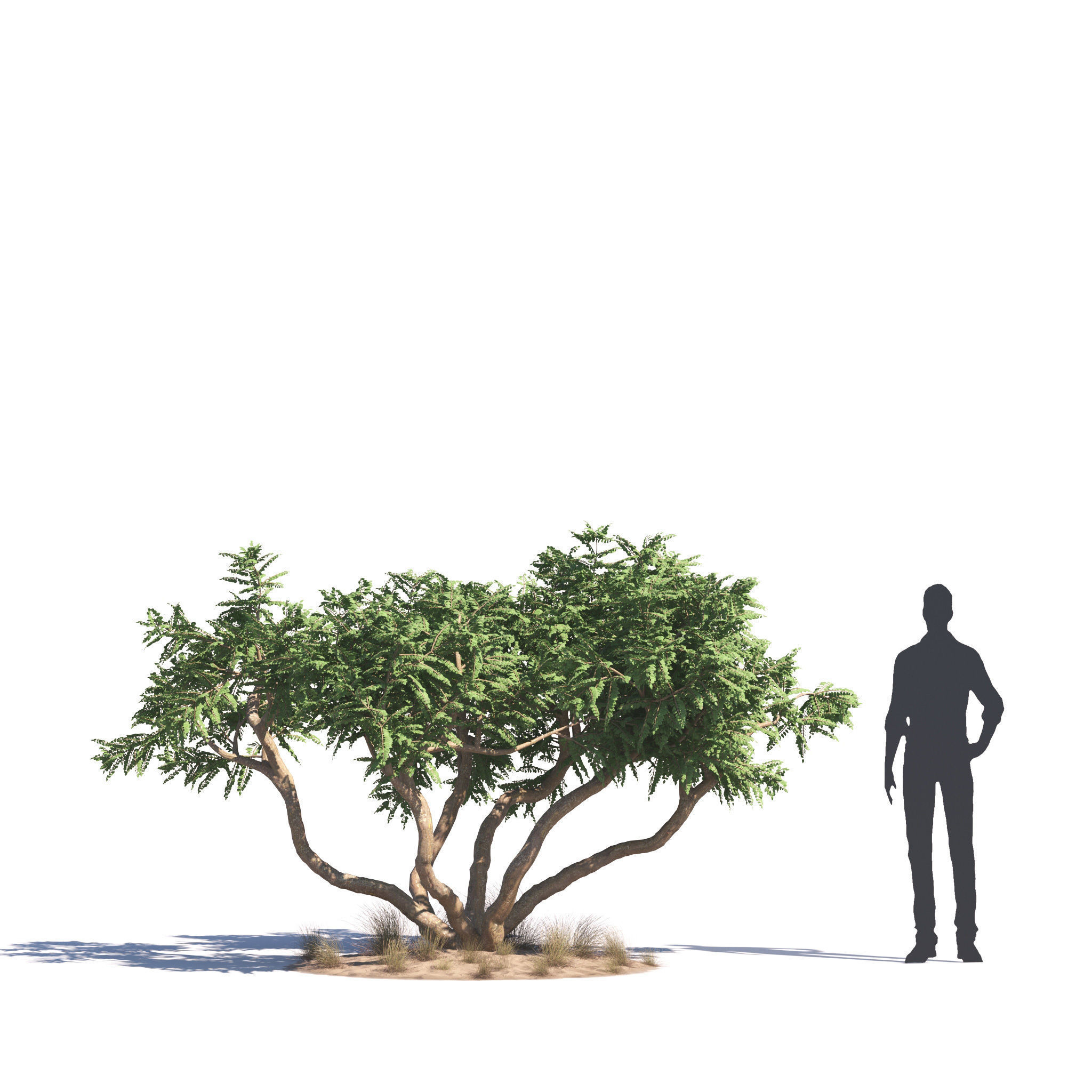 Archmodels vol 276 for 3dsmax - desert plants 3D model_9