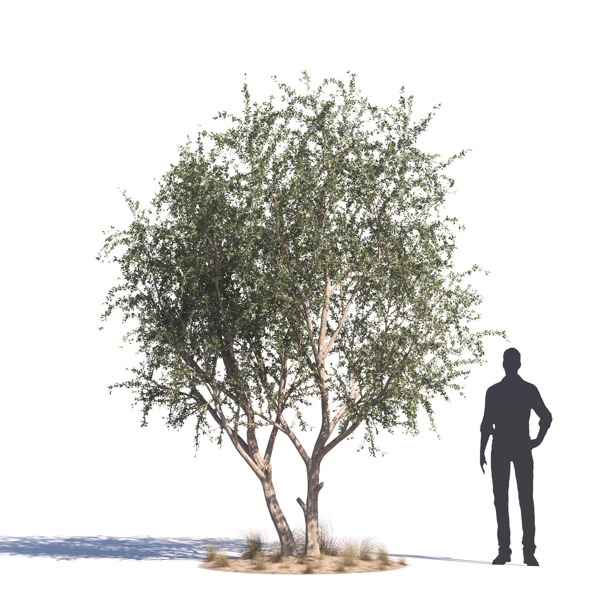 Archmodels vol 276 for 3dsmax - desert plants 3D model_11