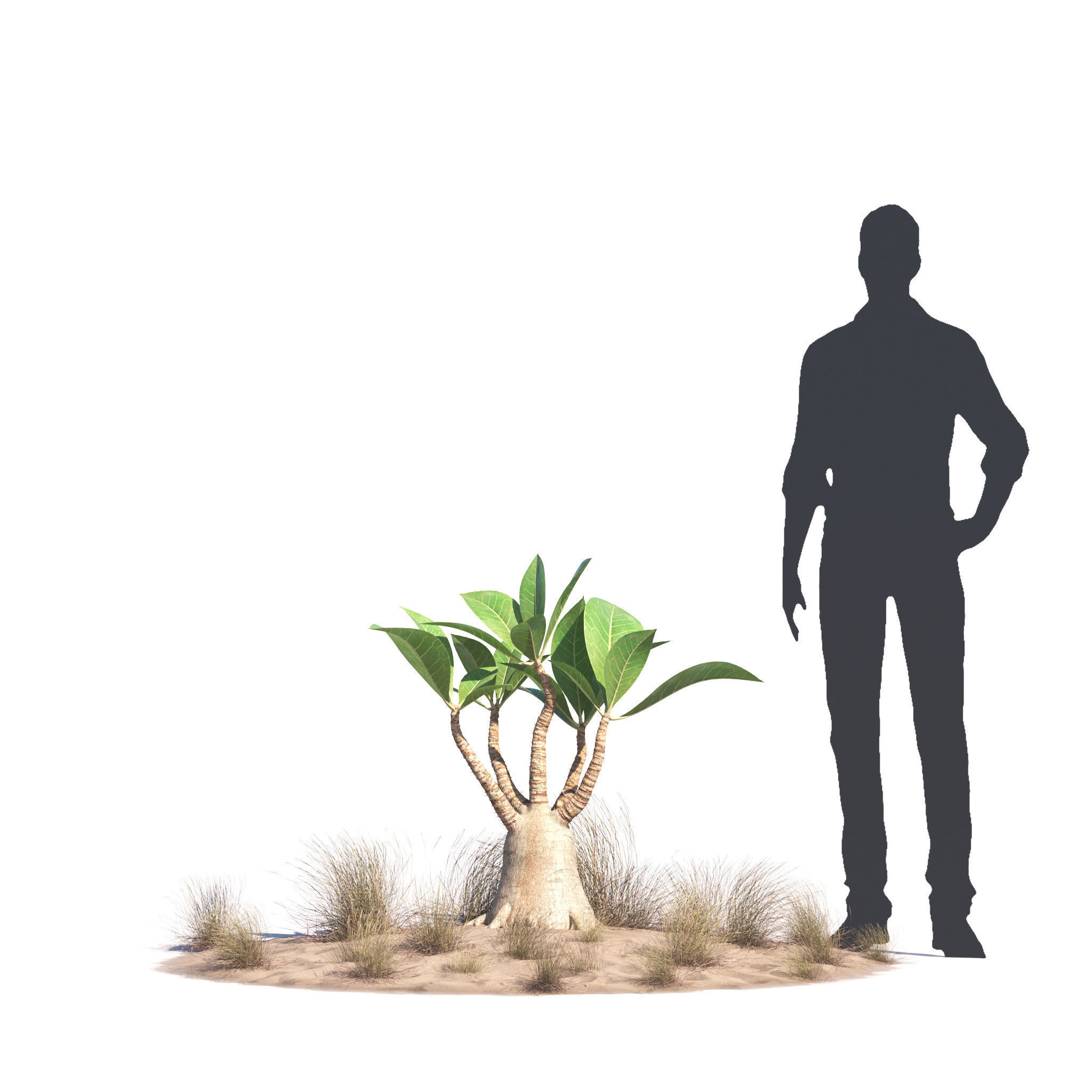 Archmodels vol 276 for 3dsmax - desert plants 3D model_38