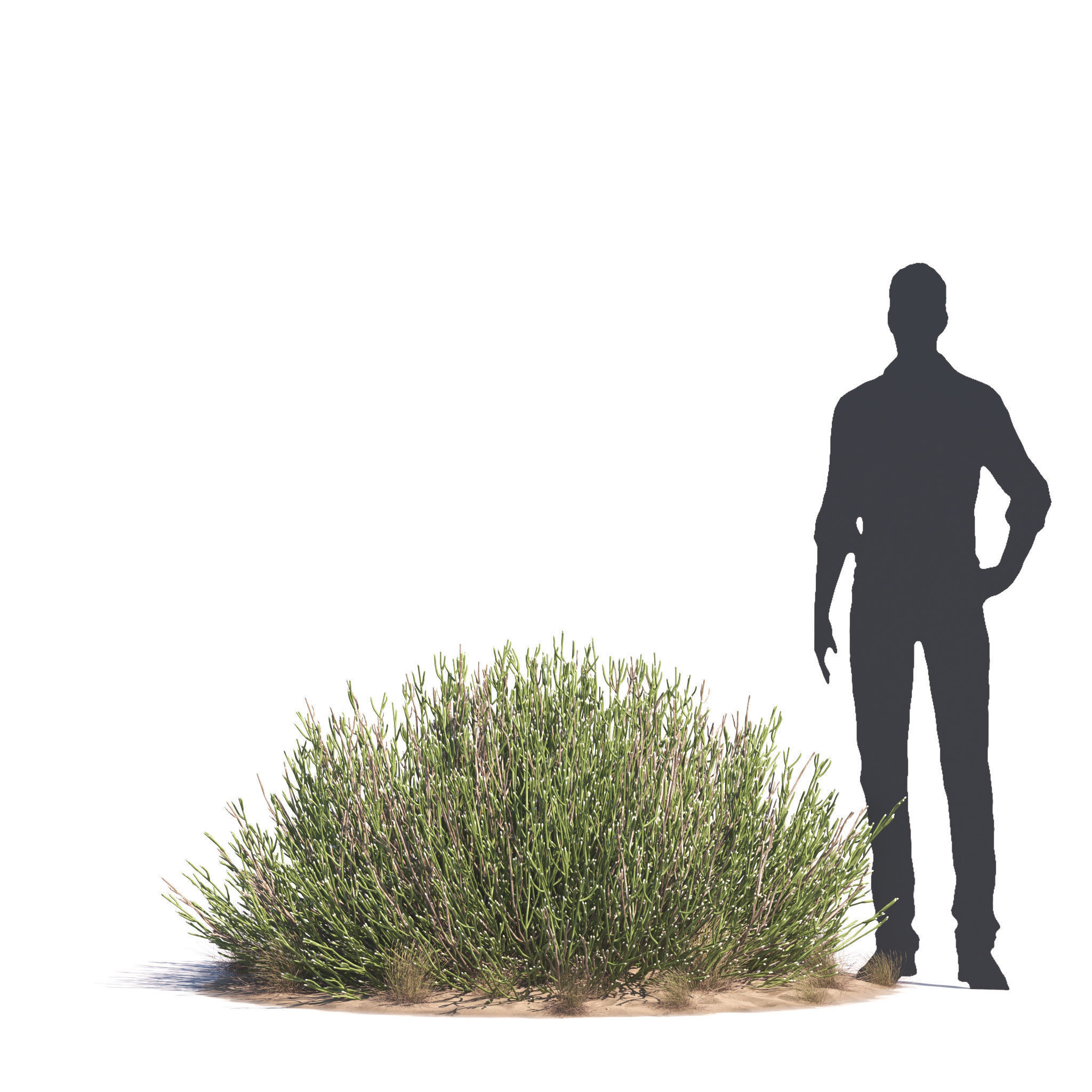 Archmodels vol 276 for 3dsmax - desert plants 3D model_46