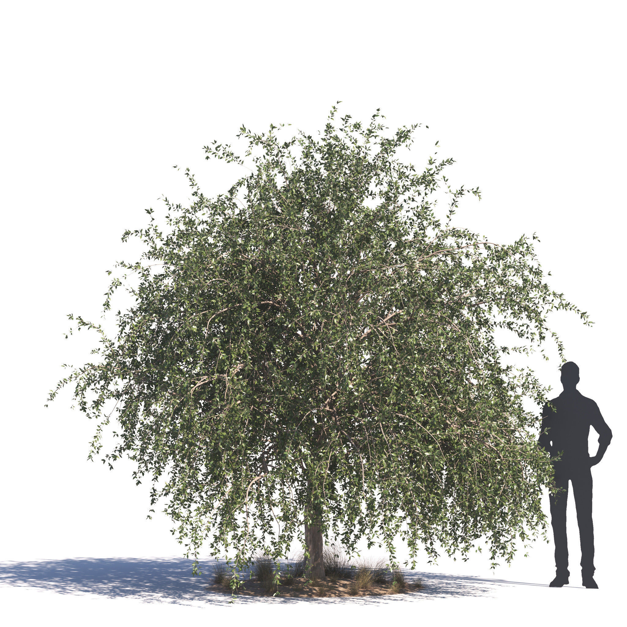 Archmodels vol 276 for 3dsmax - desert plants 3D model_13