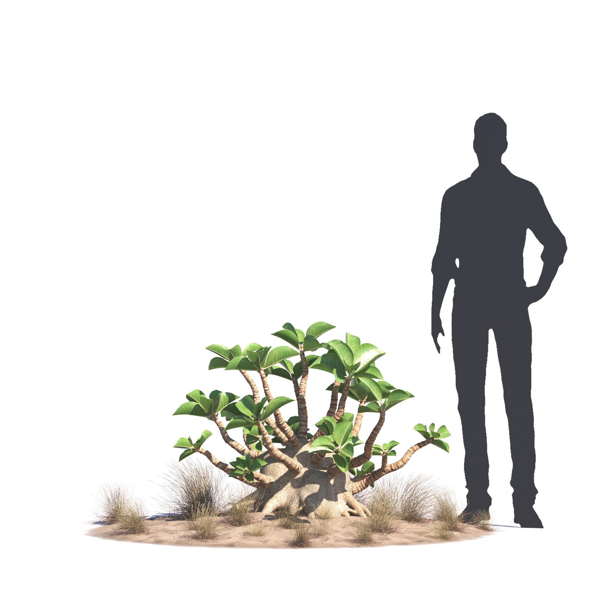 Archmodels vol 276 for 3dsmax - desert plants 3D model_39