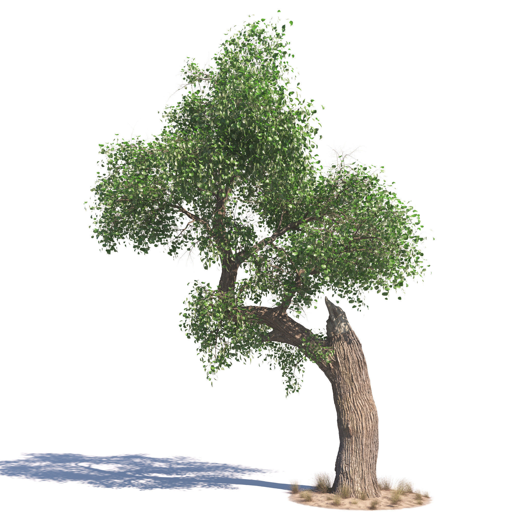 Archmodels vol 276 for 3dsmax - desert plants 3D model_3