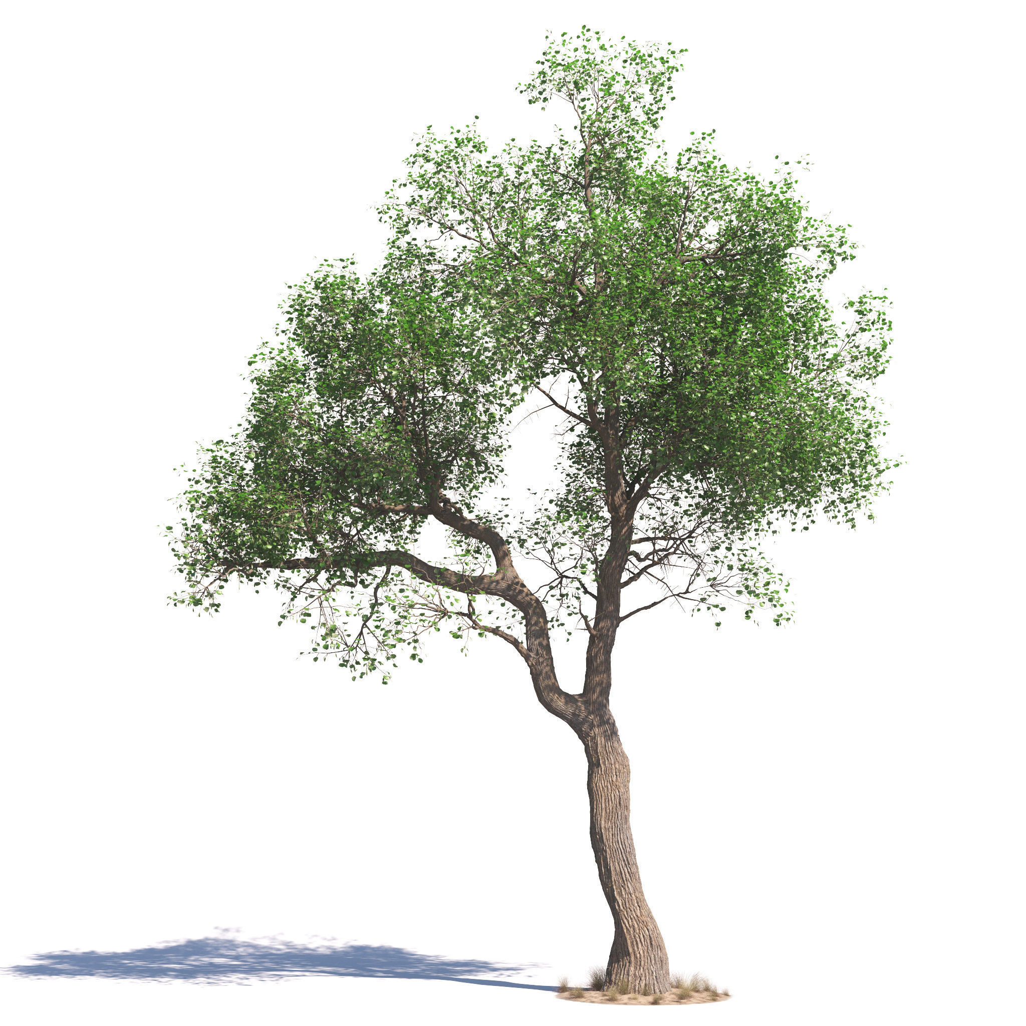 Archmodels vol 276 for 3dsmax - desert plants 3D model_4