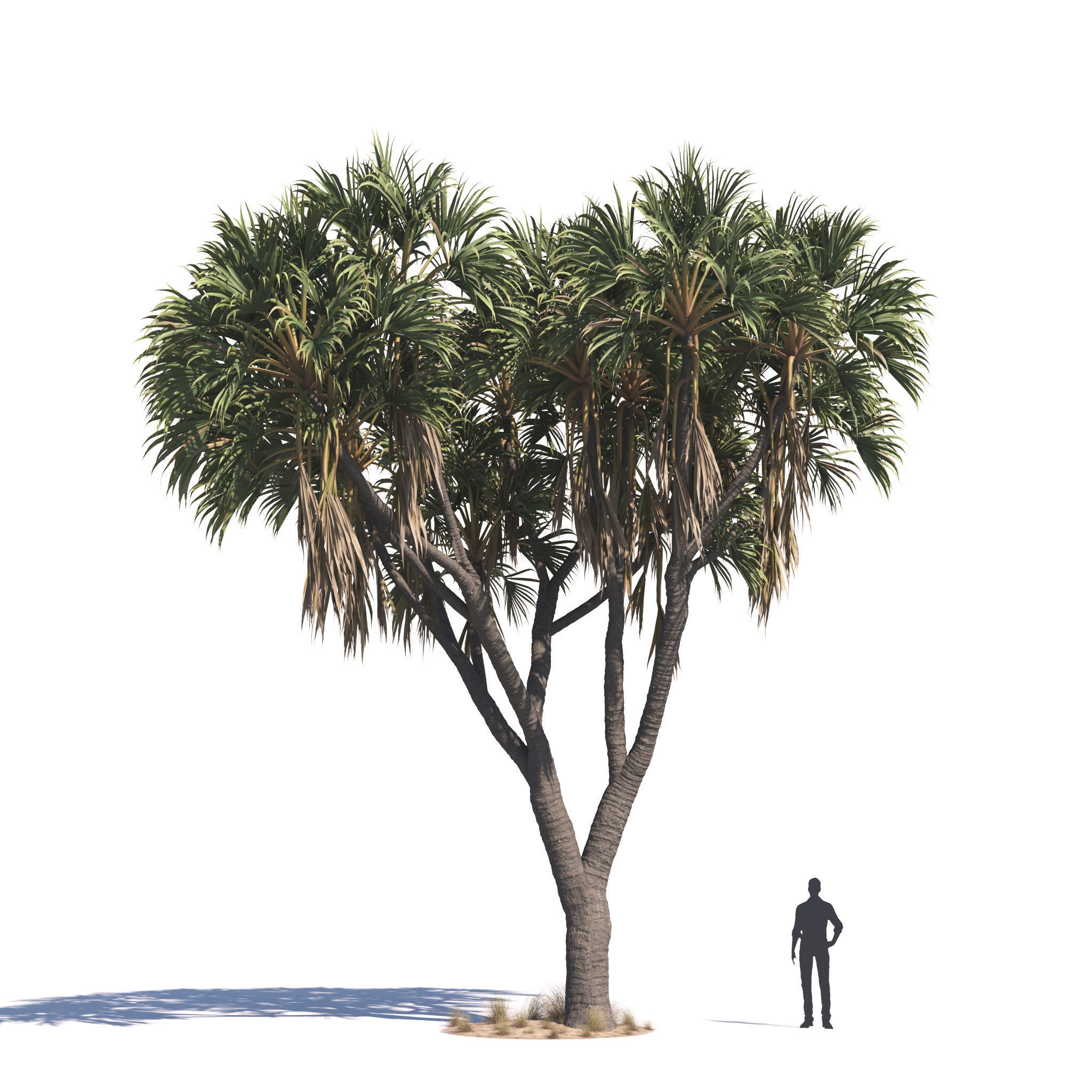 Archmodels vol 276 for 3dsmax - desert plants 3D model_26