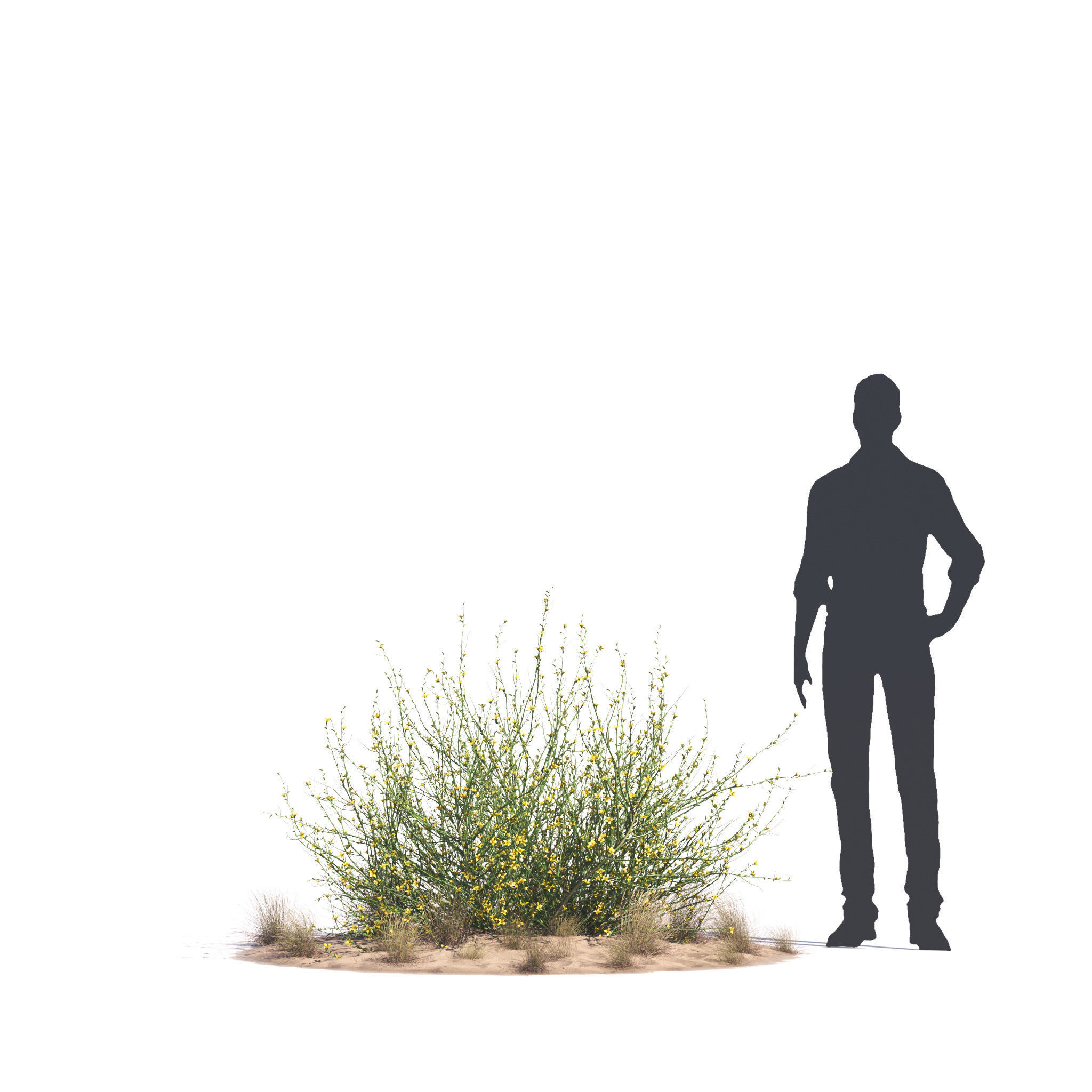 Archmodels vol 276 for 3dsmax - desert plants 3D model_71