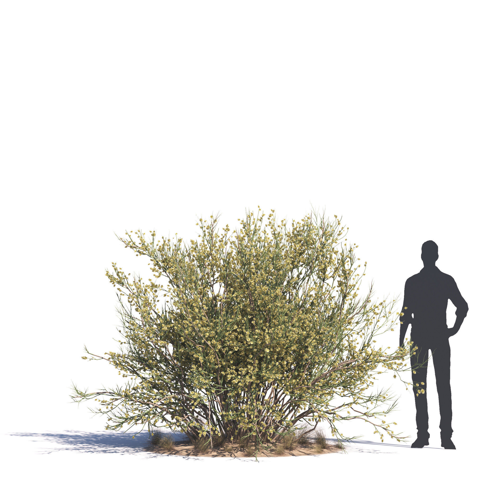 Archmodels vol 276 for 3dsmax - desert plants 3D model_54