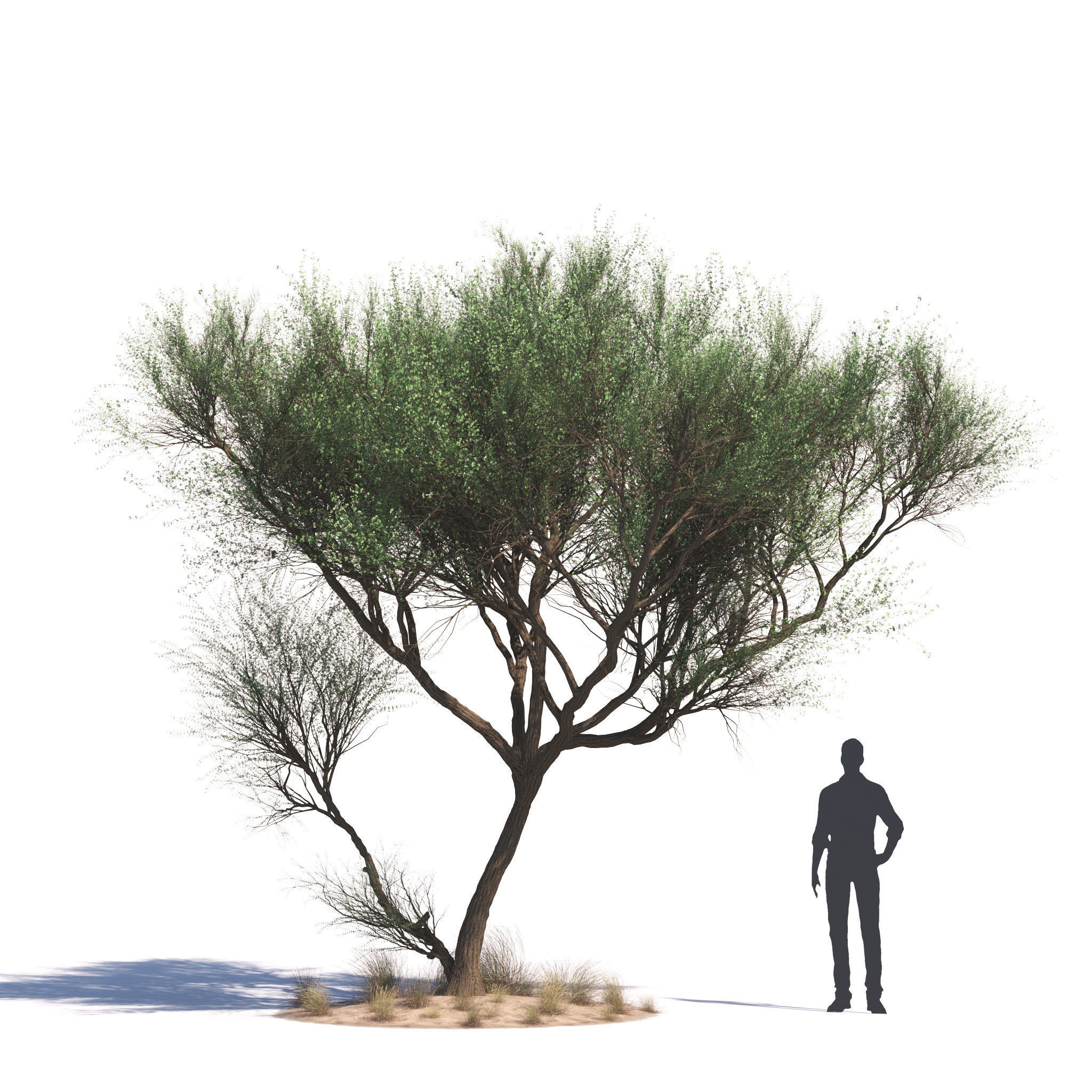 Archmodels vol 276 for 3dsmax - desert plants 3D model_24