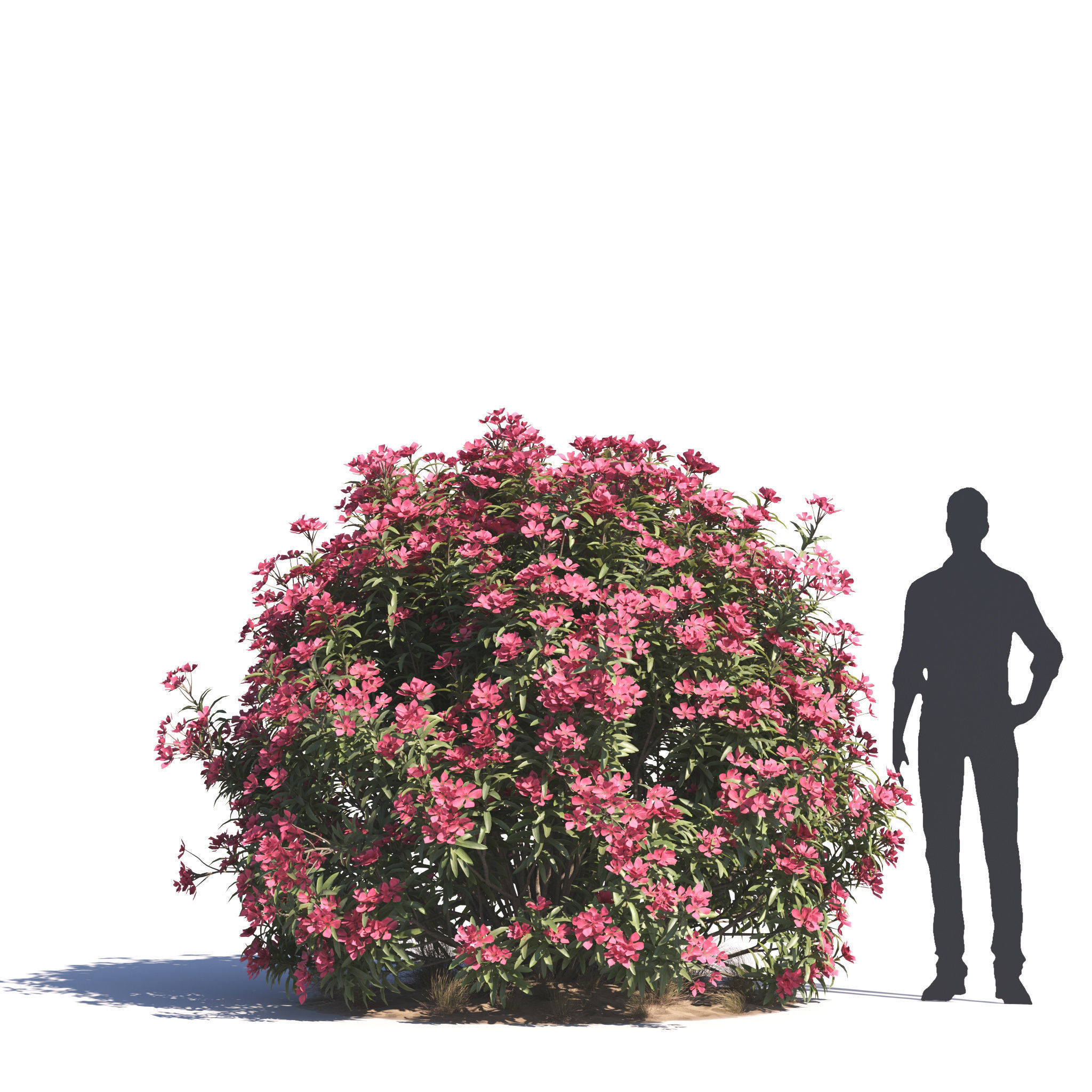 Archmodels vol 276 for 3dsmax - desert plants 3D model_41