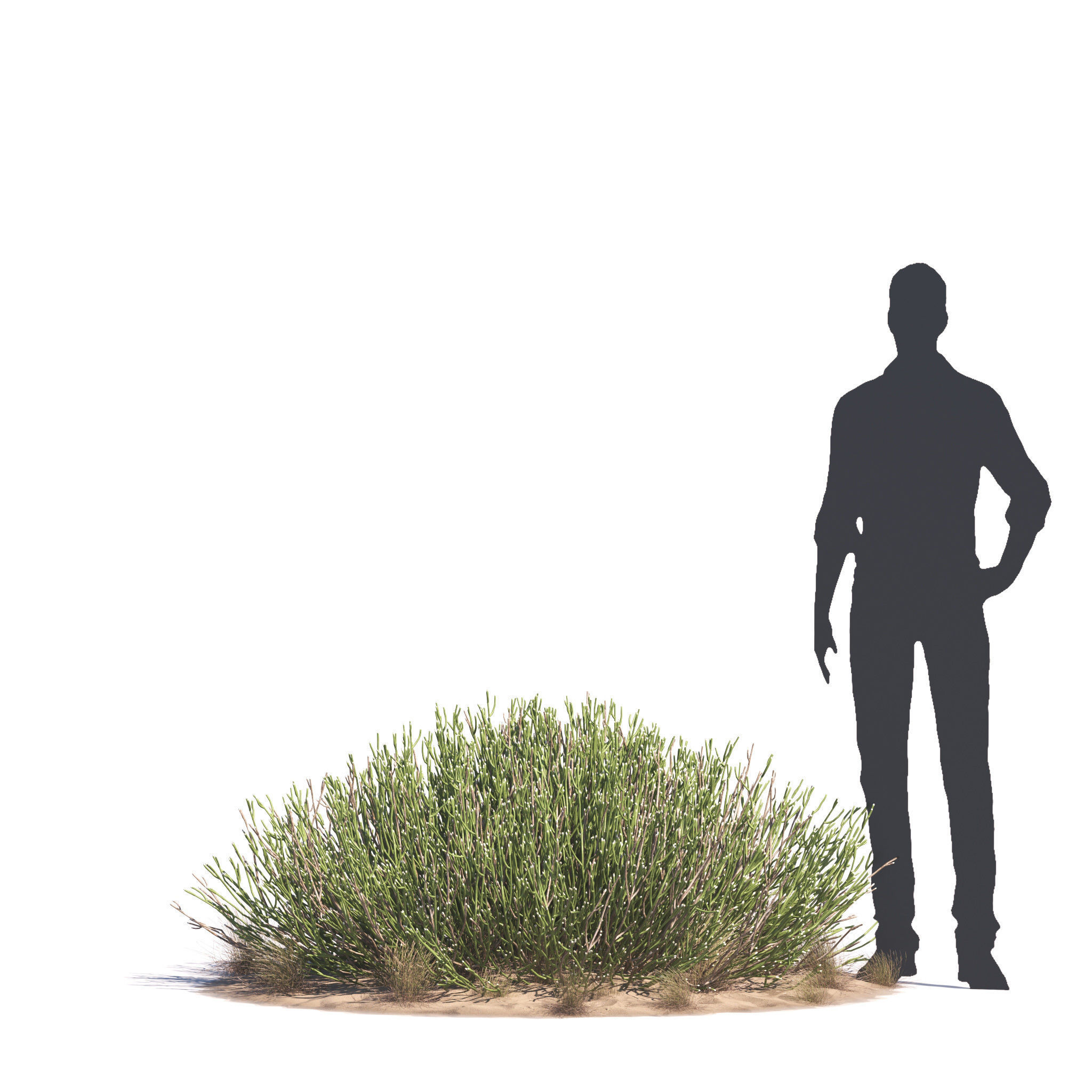 Archmodels vol 276 for 3dsmax - desert plants 3D model_45