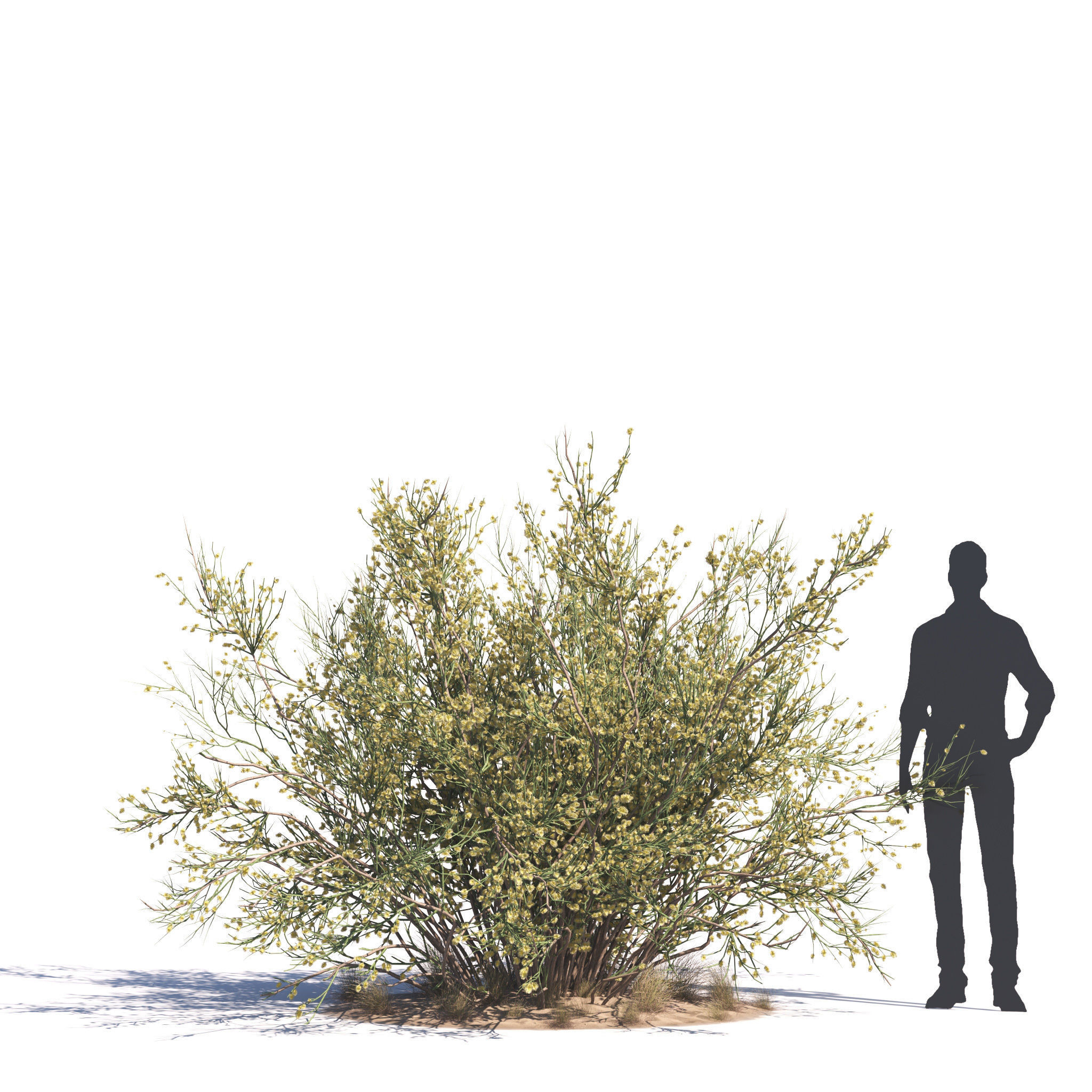 Archmodels vol 276 for 3dsmax - desert plants 3D model_53