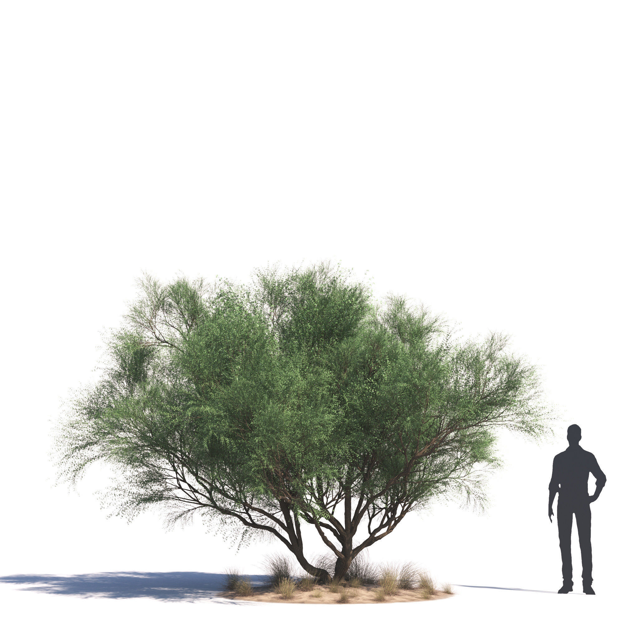 Archmodels vol 276 for 3dsmax - desert plants 3D model_23