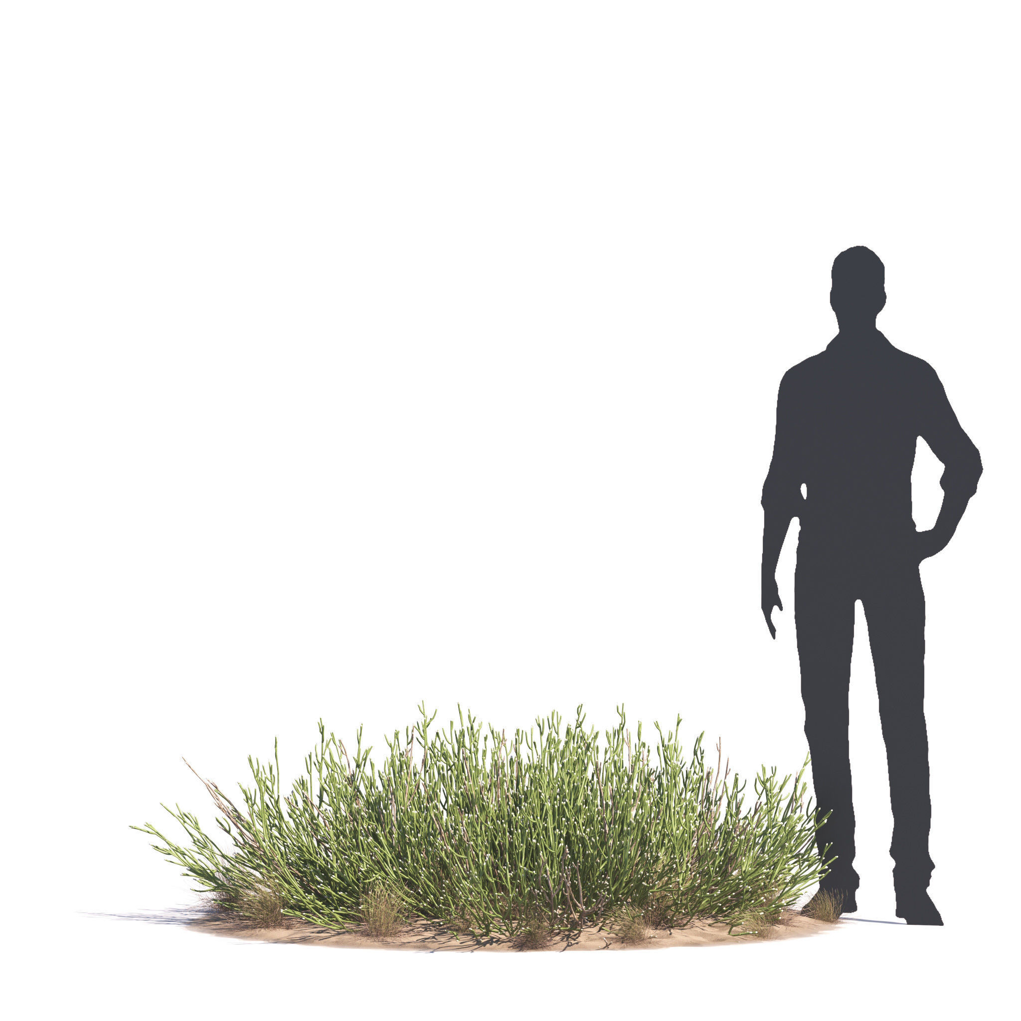 Archmodels vol 276 for 3dsmax - desert plants 3D model_44