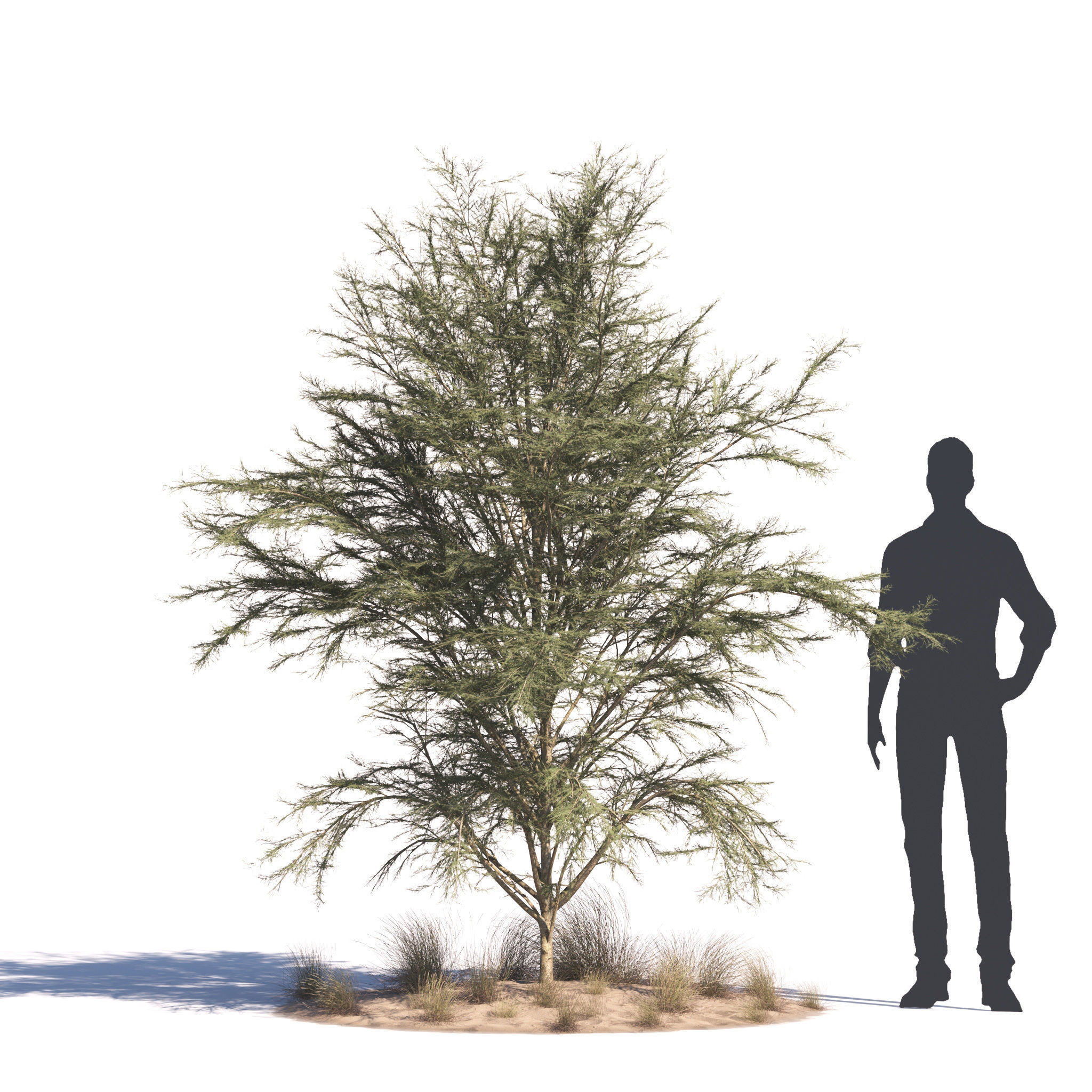 Archmodels vol 276 for 3dsmax - desert plants 3D model_52