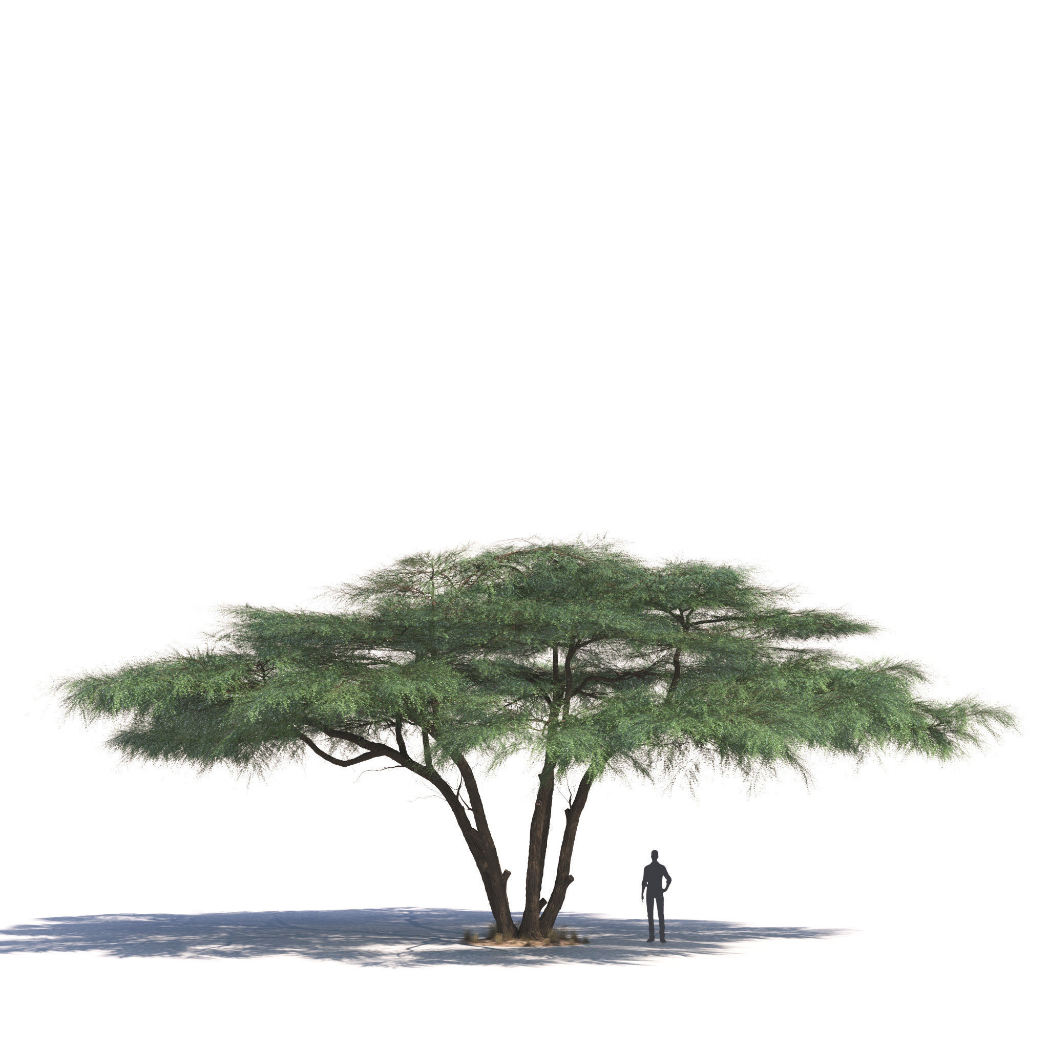 Archmodels vol 276 for 3dsmax - desert plants 3D model_25