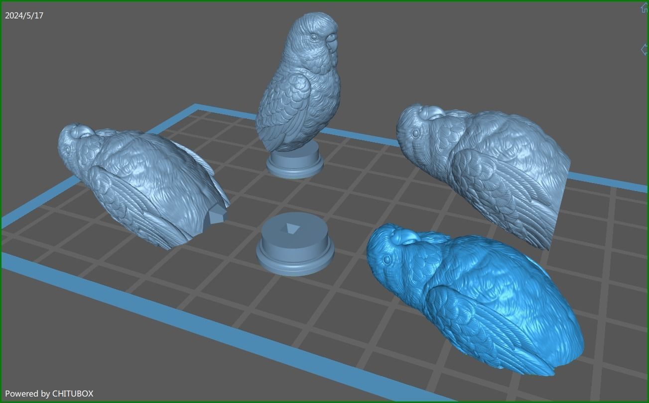 Budgerigar bust 3D print model_2